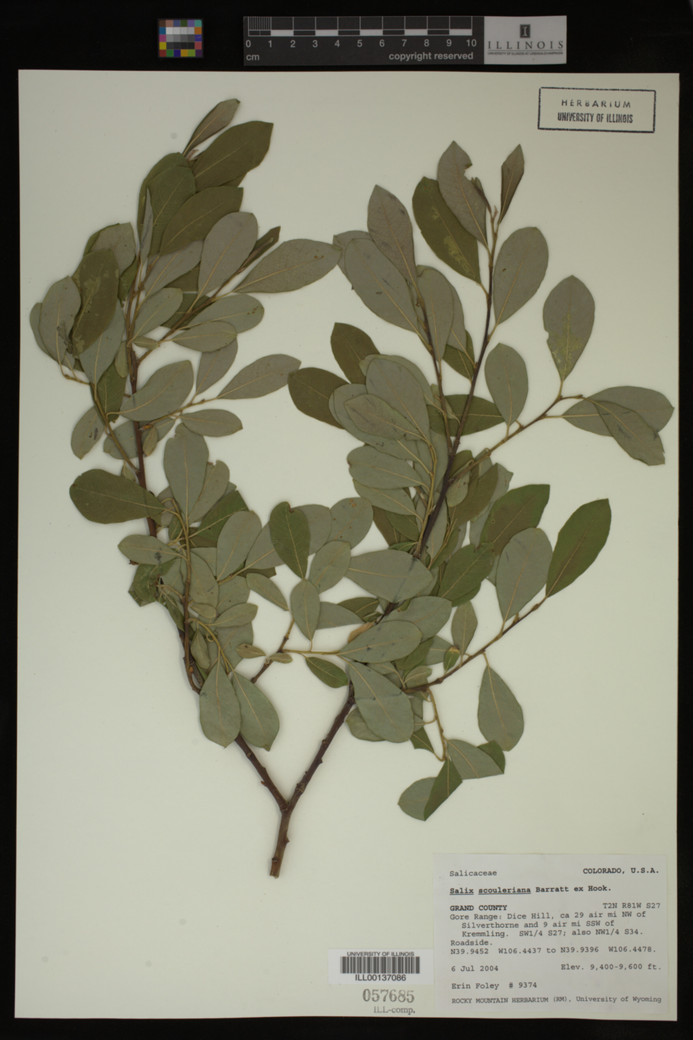 Salix scouleriana image