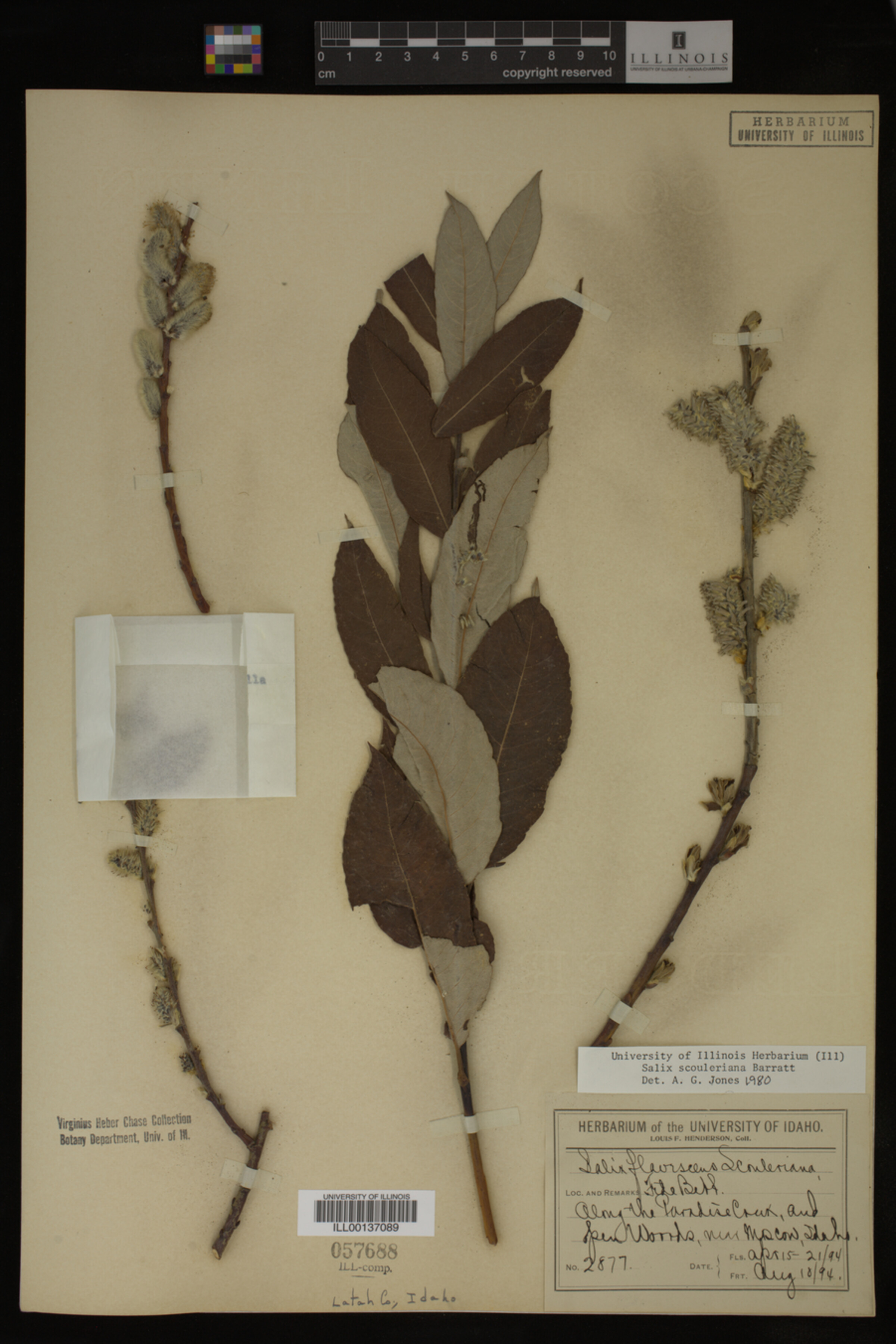 Salix scouleriana image