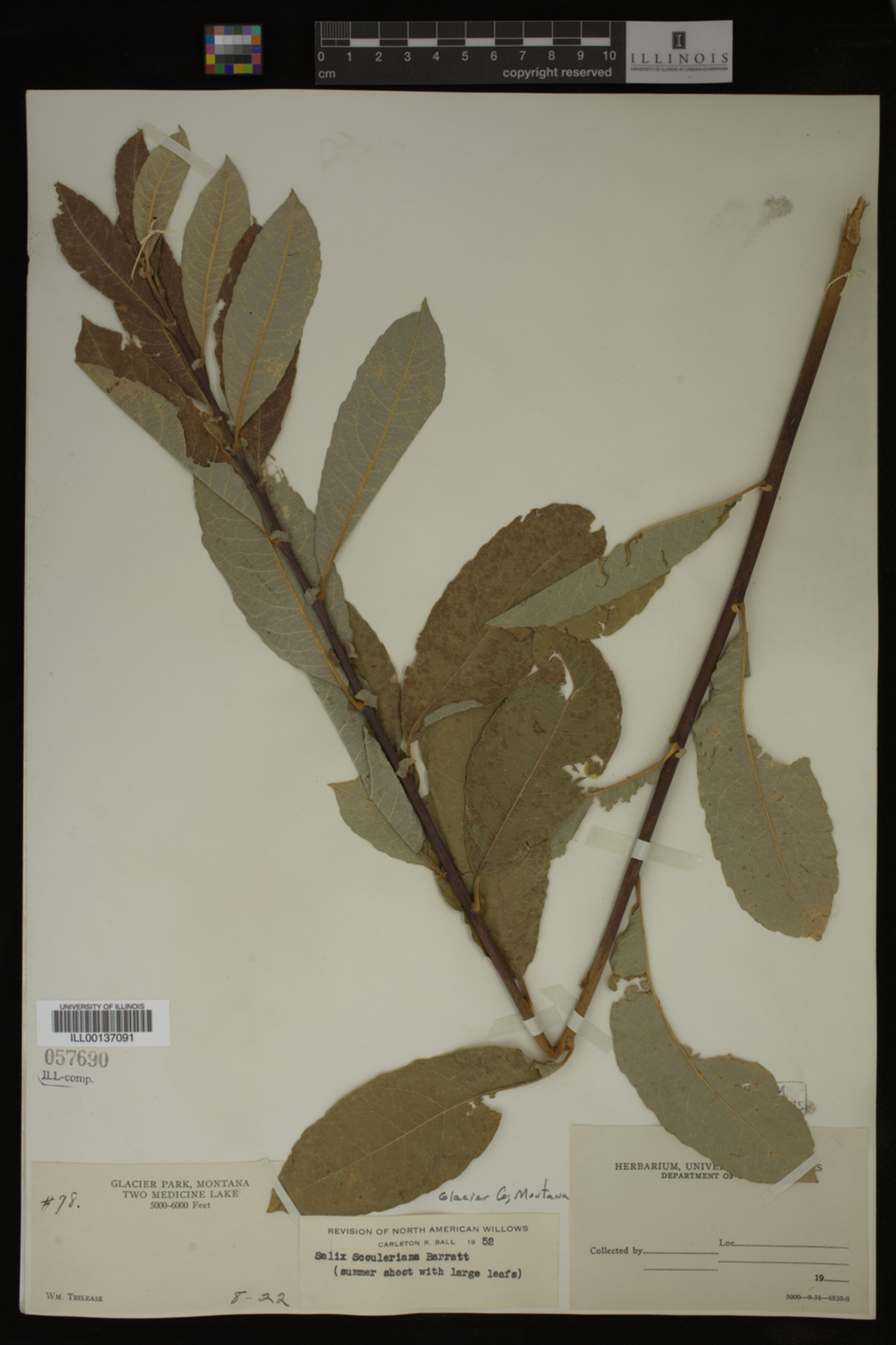 Salix scouleriana image