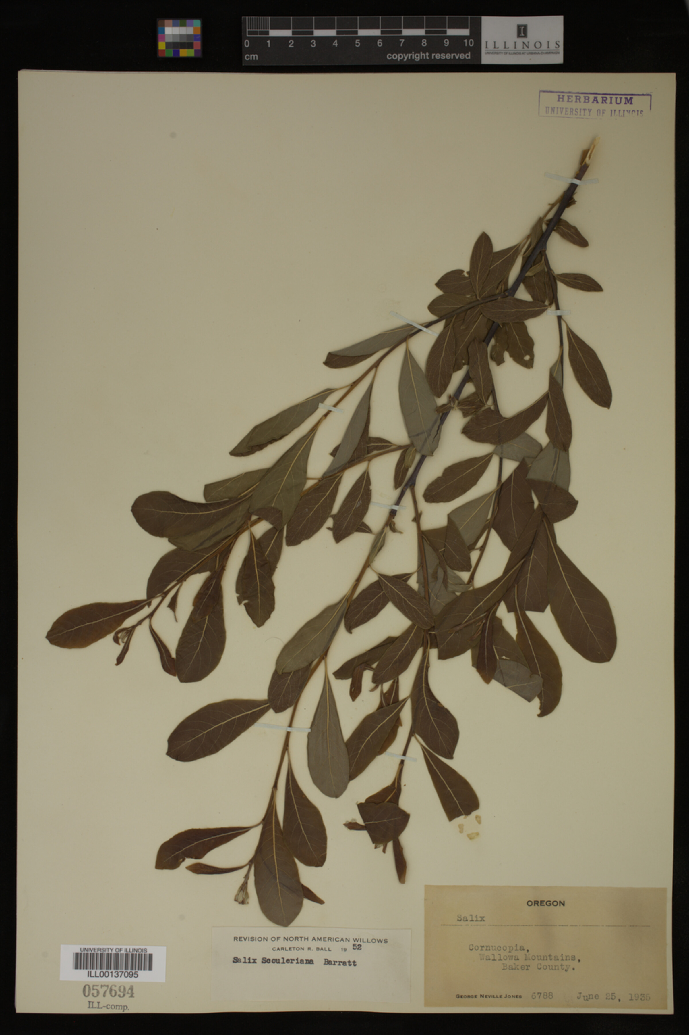Salix scouleriana image