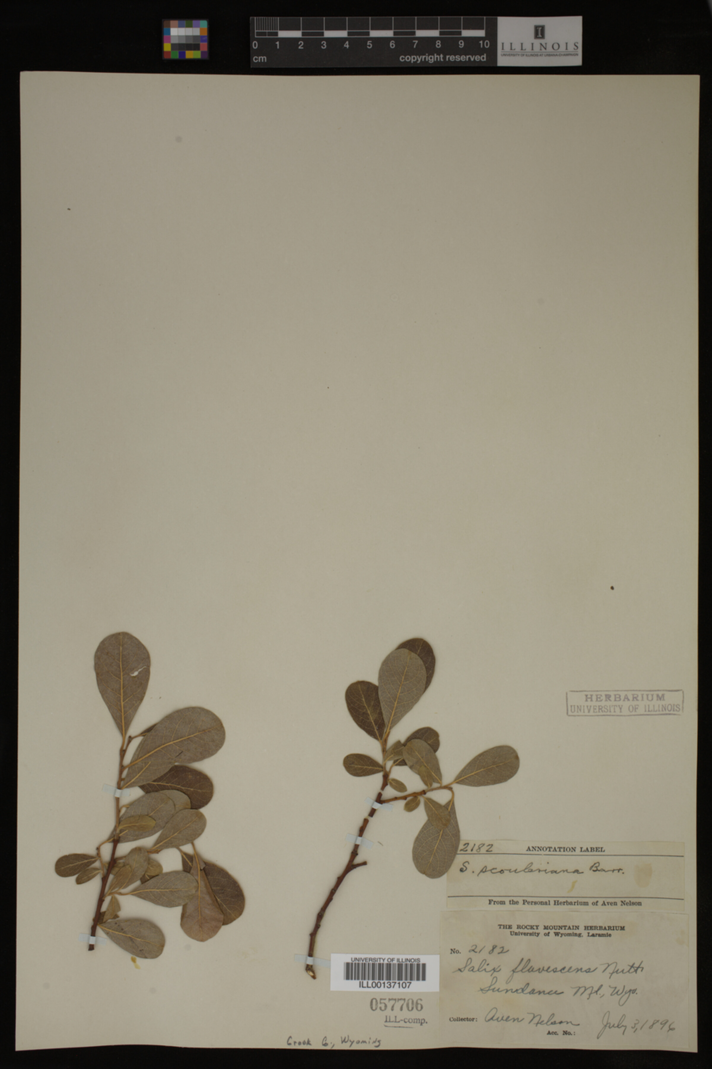 Salix scouleriana image