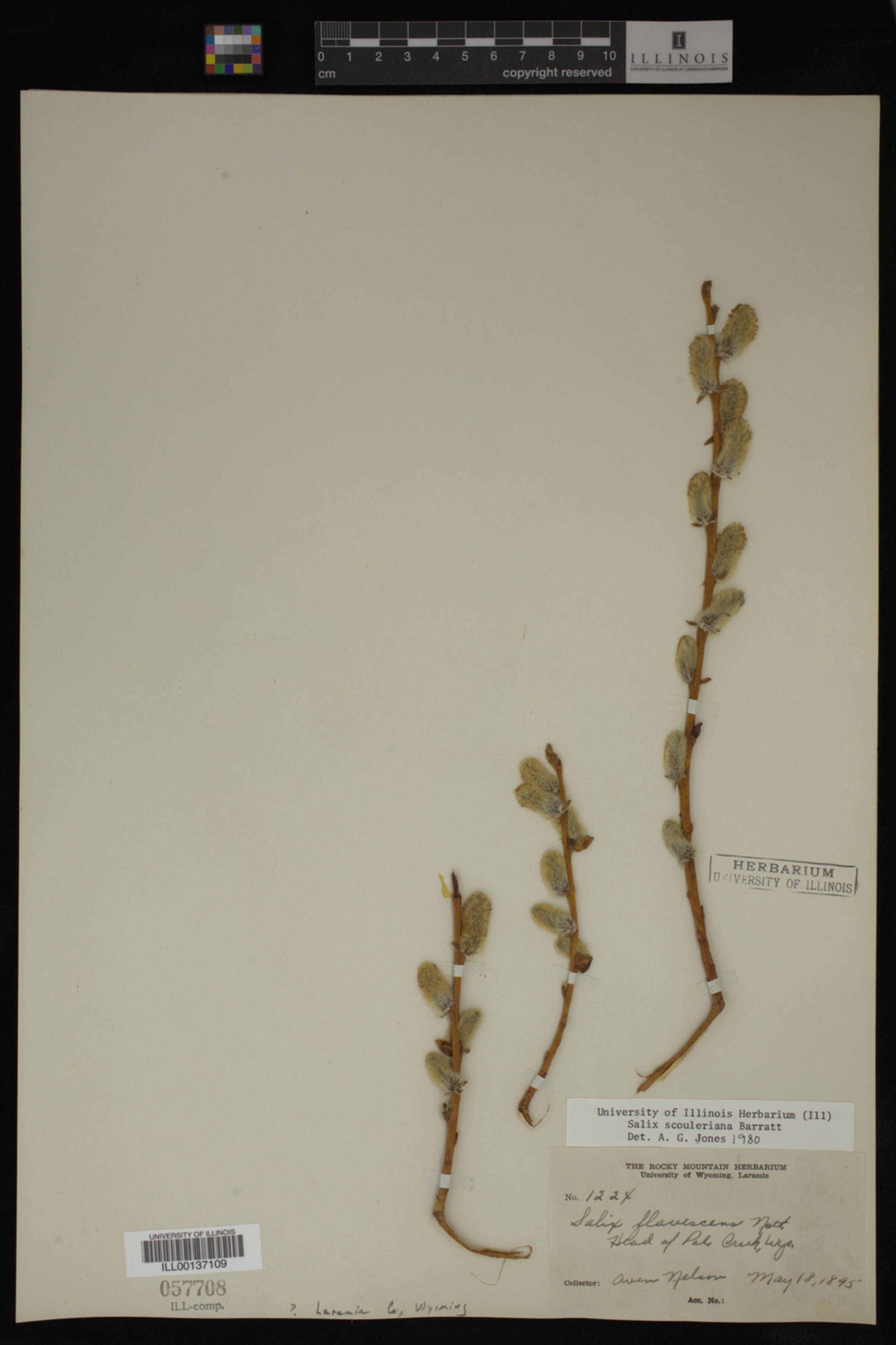 Salix scouleriana image
