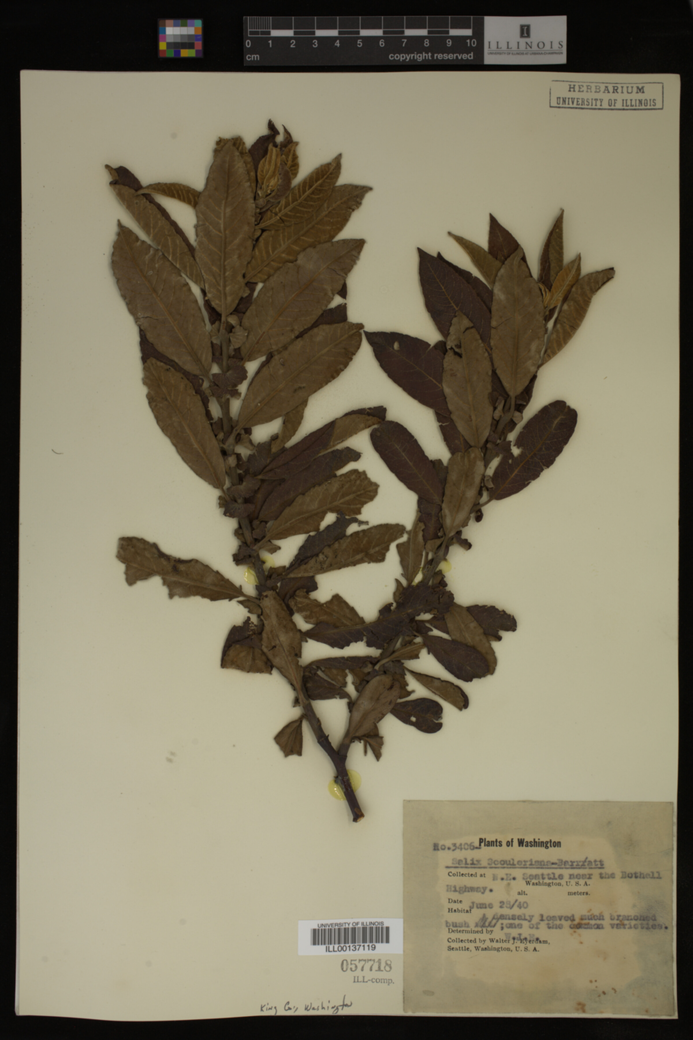 Salix scouleriana image