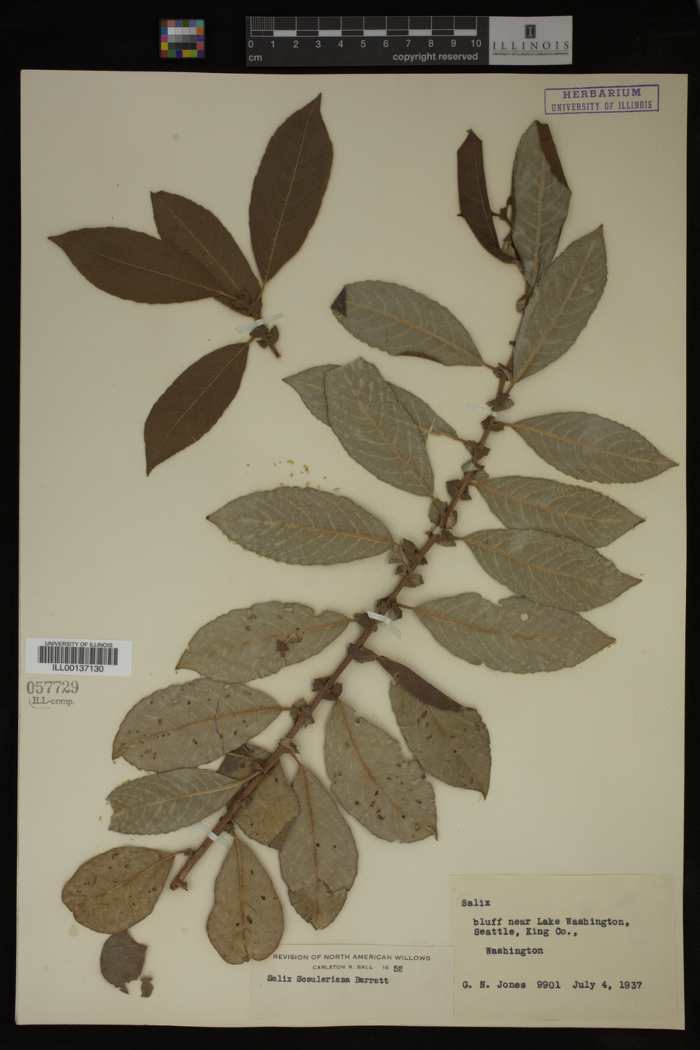 Salix scouleriana image