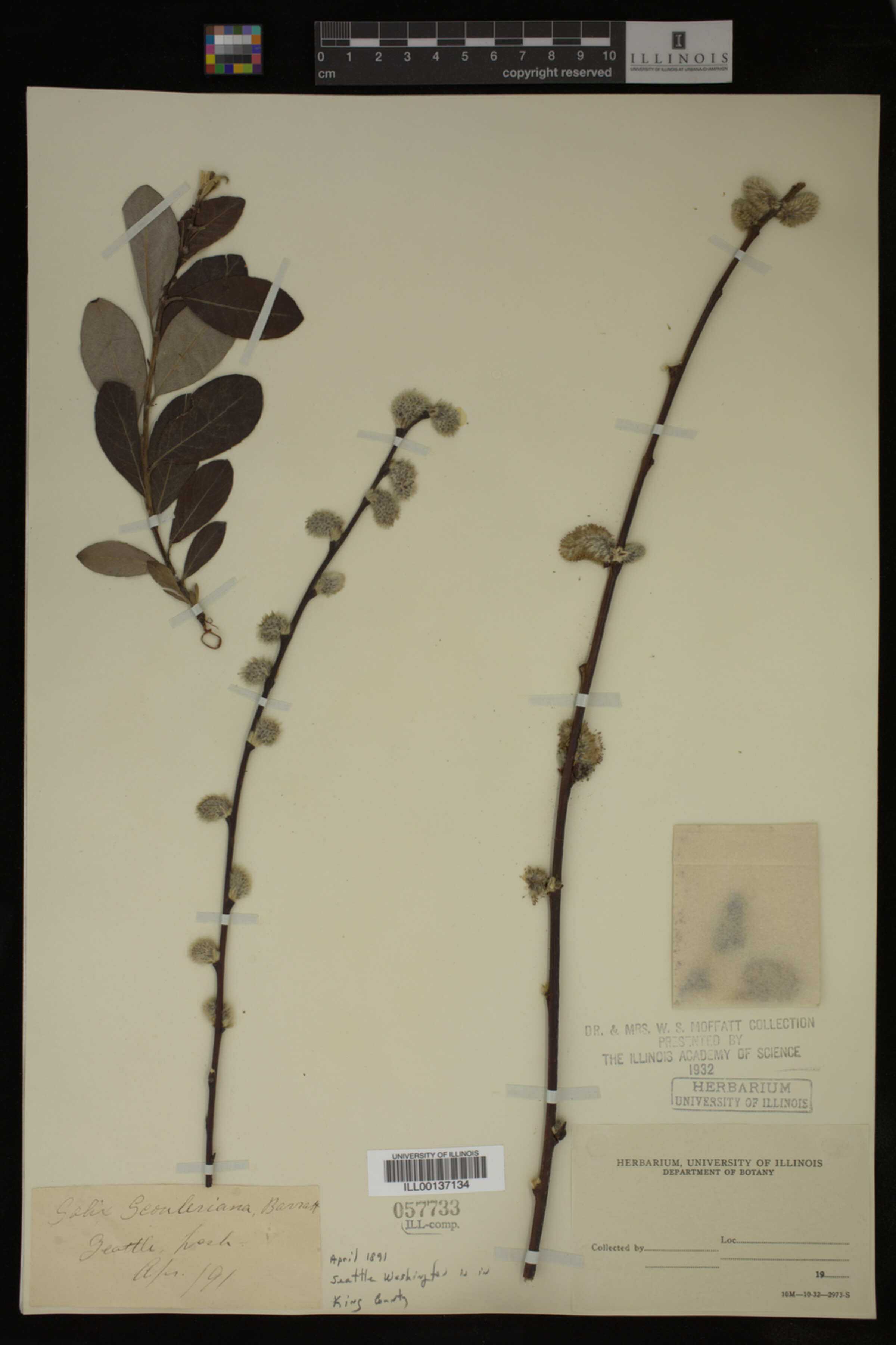 Salix scouleriana image