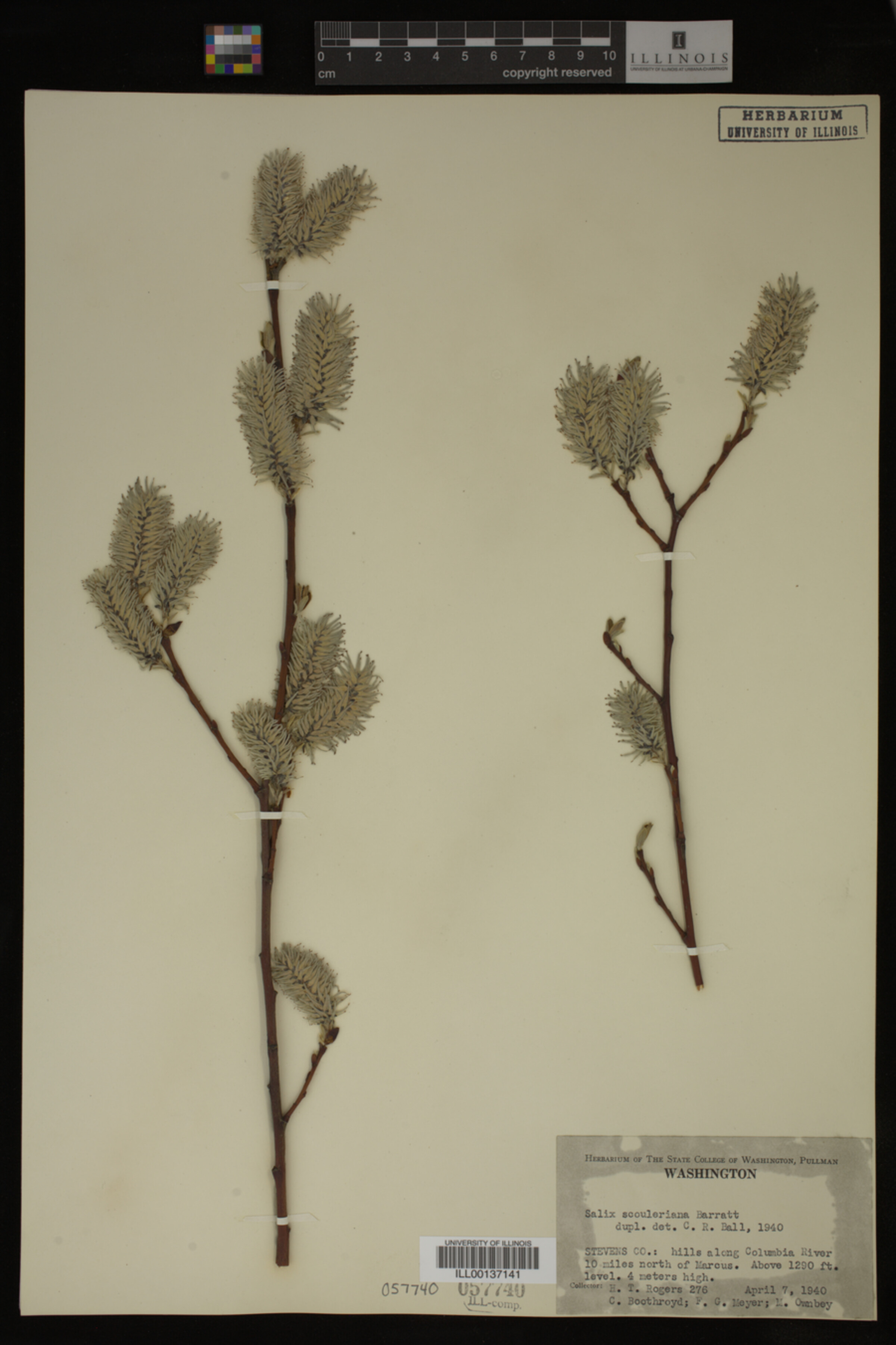 Salix scouleriana image