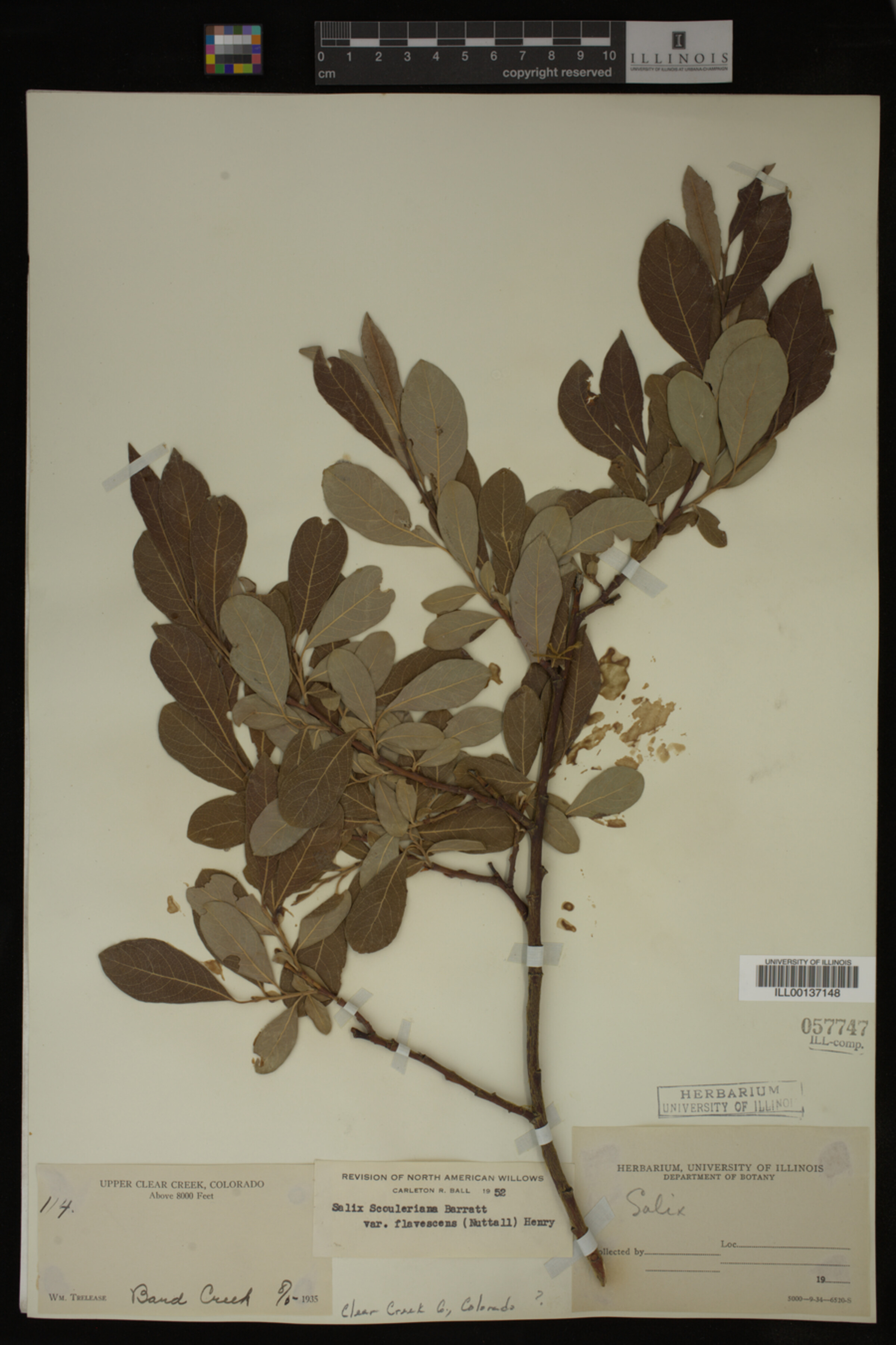 Salix scouleriana image