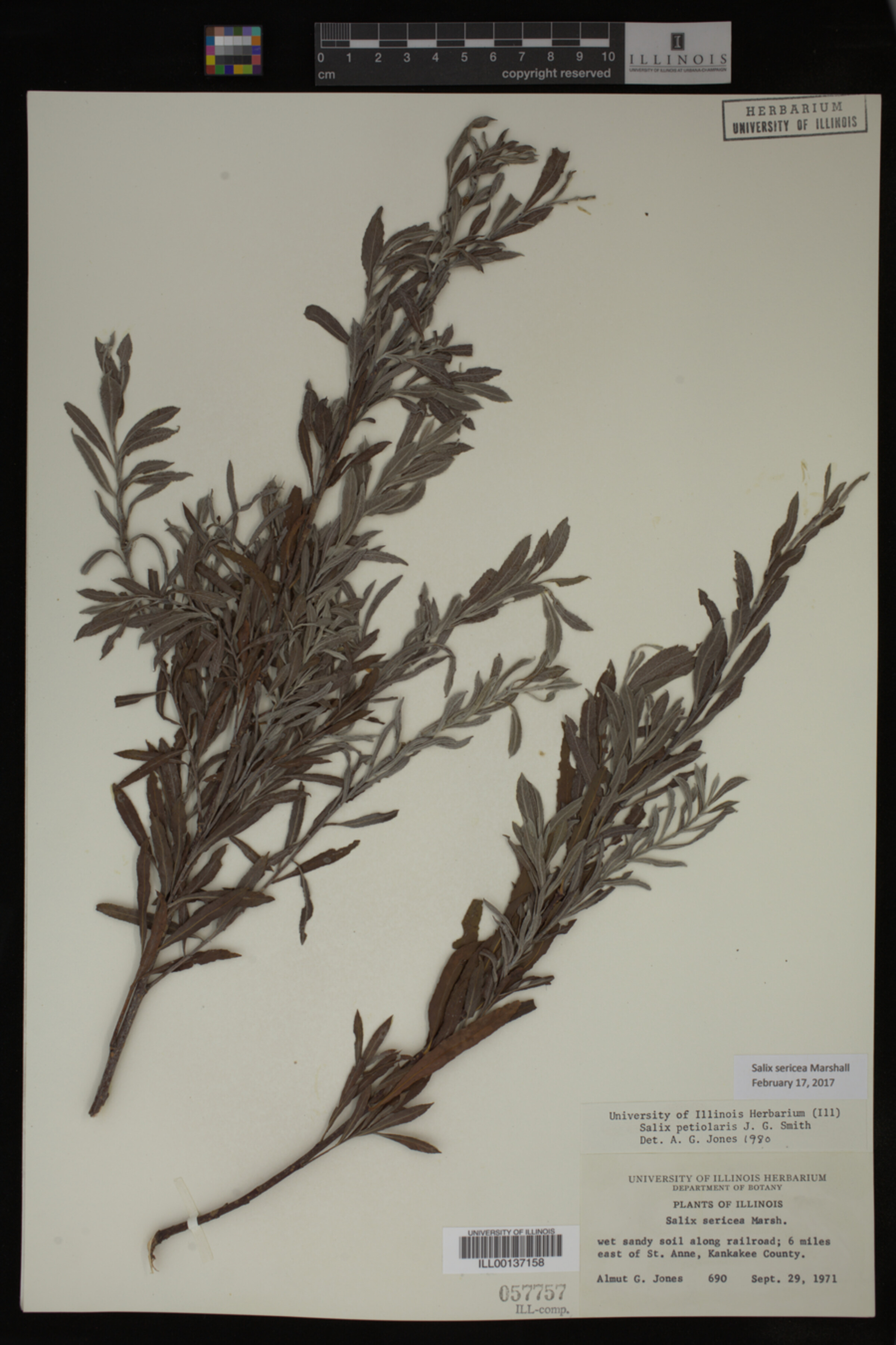 Salix sericea image