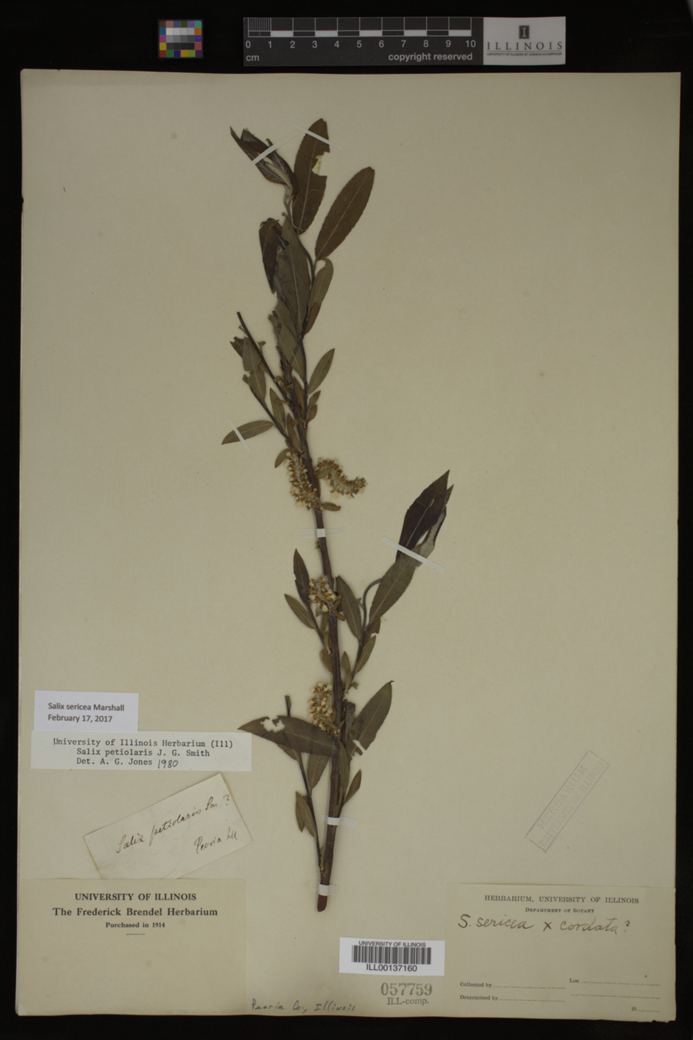 Salix sericea image