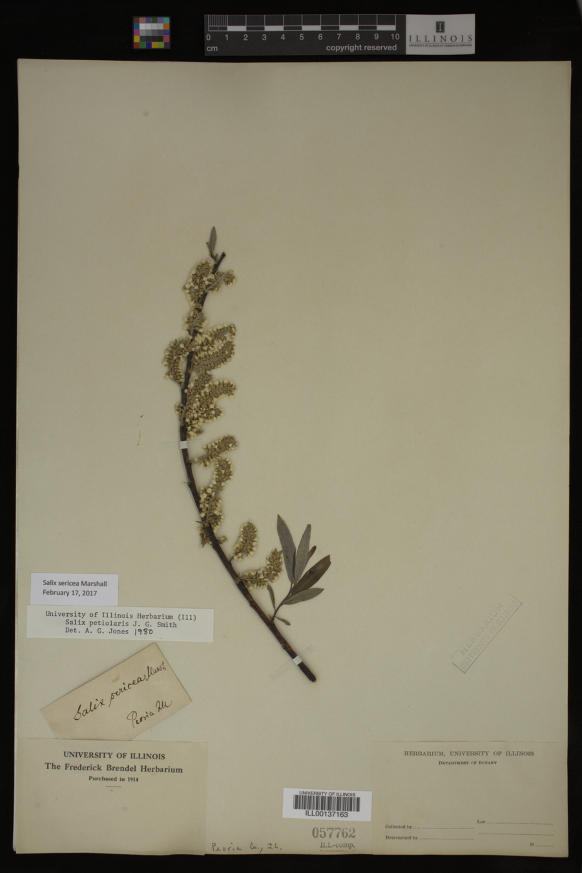 Salix sericea image