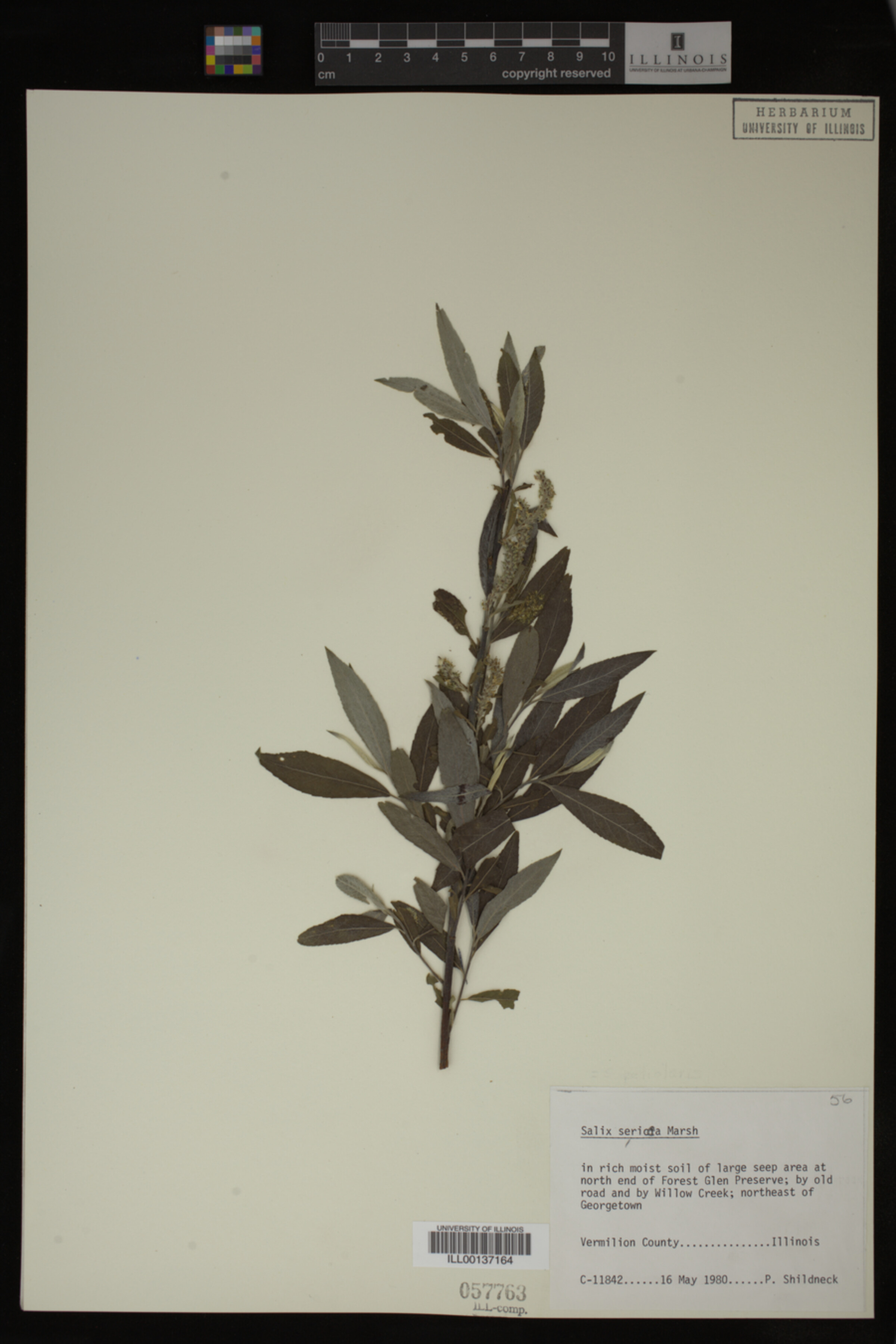 Salix sericea image