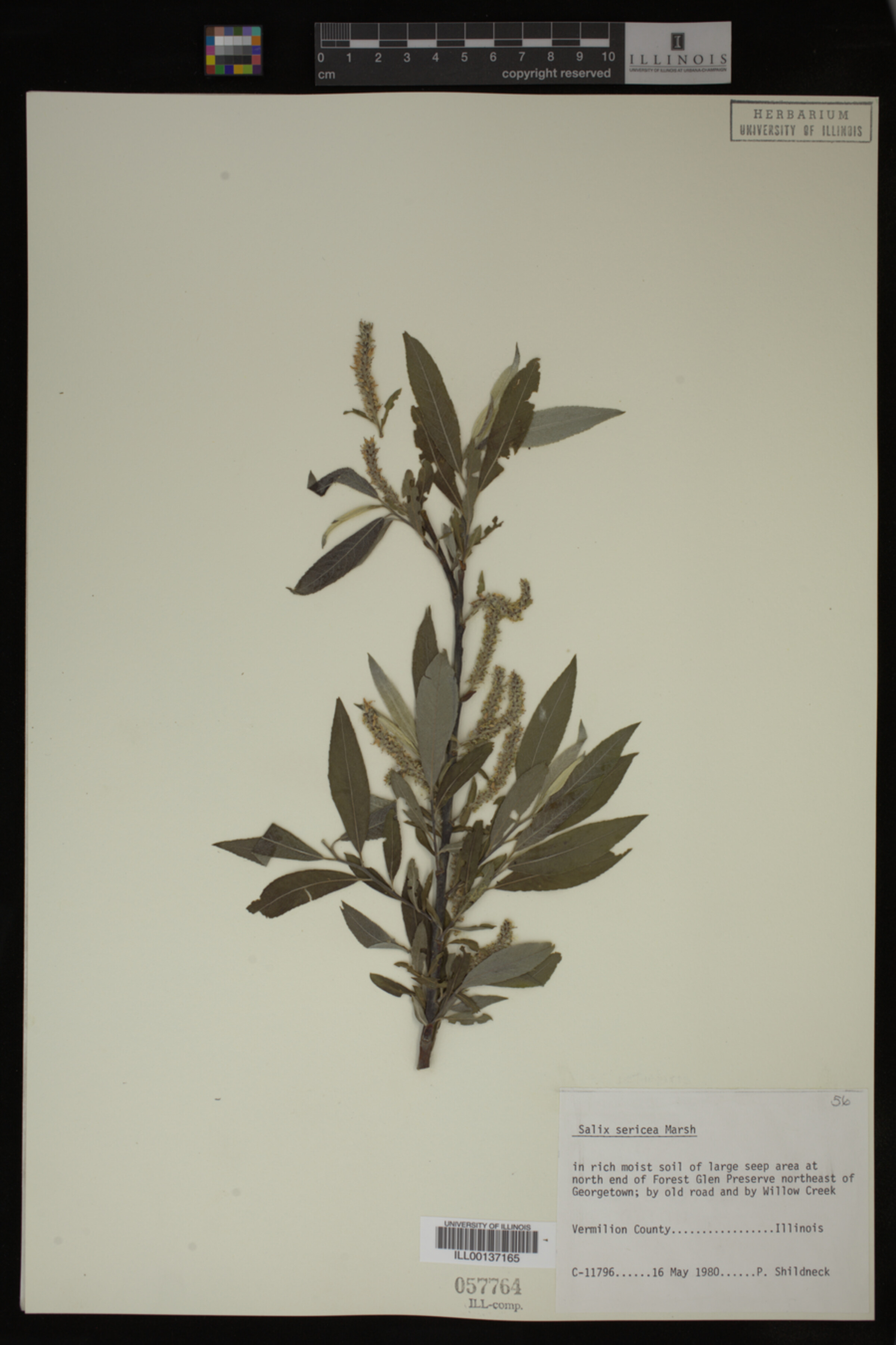 Salix sericea image