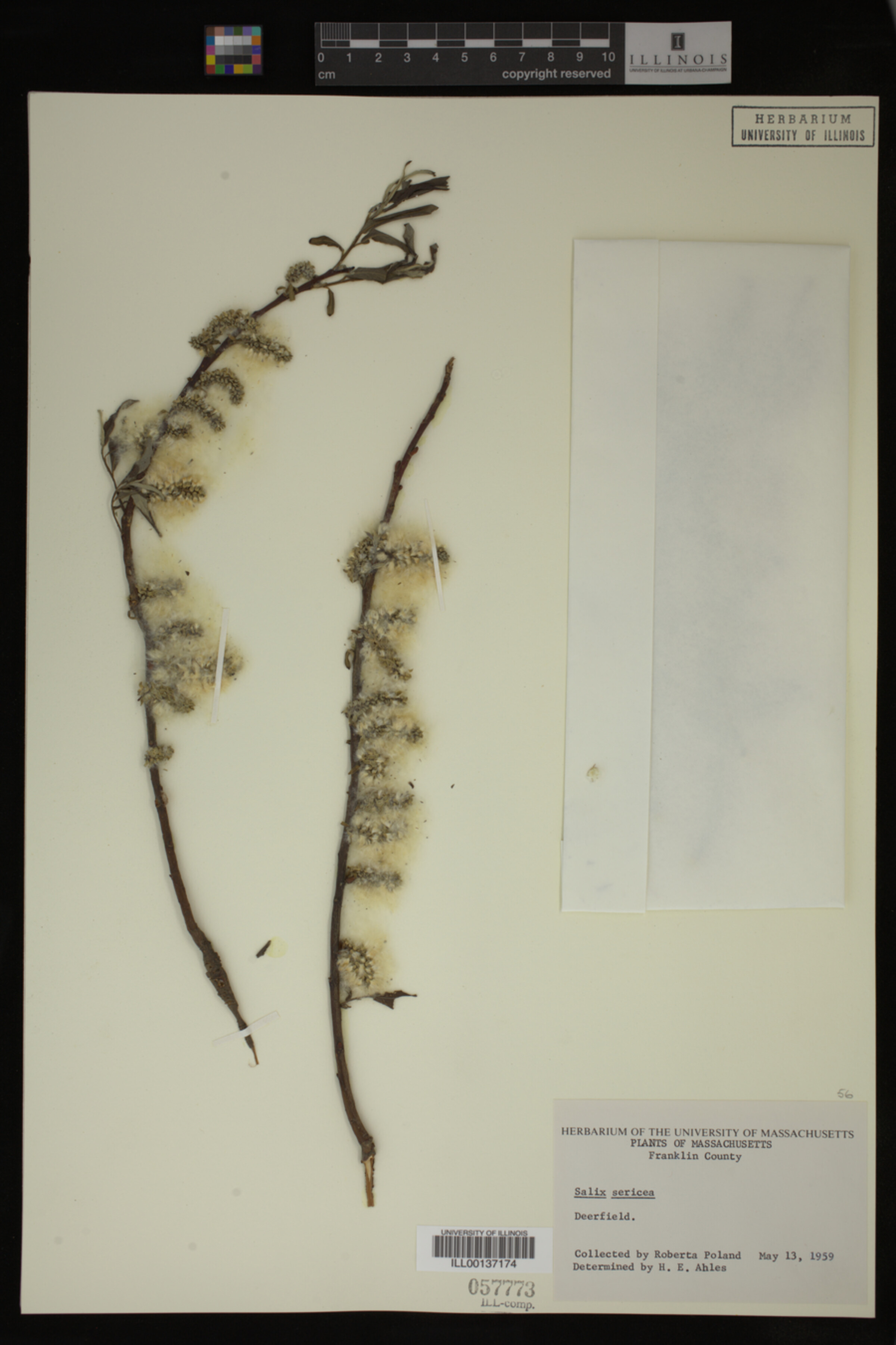 Salix sericea image