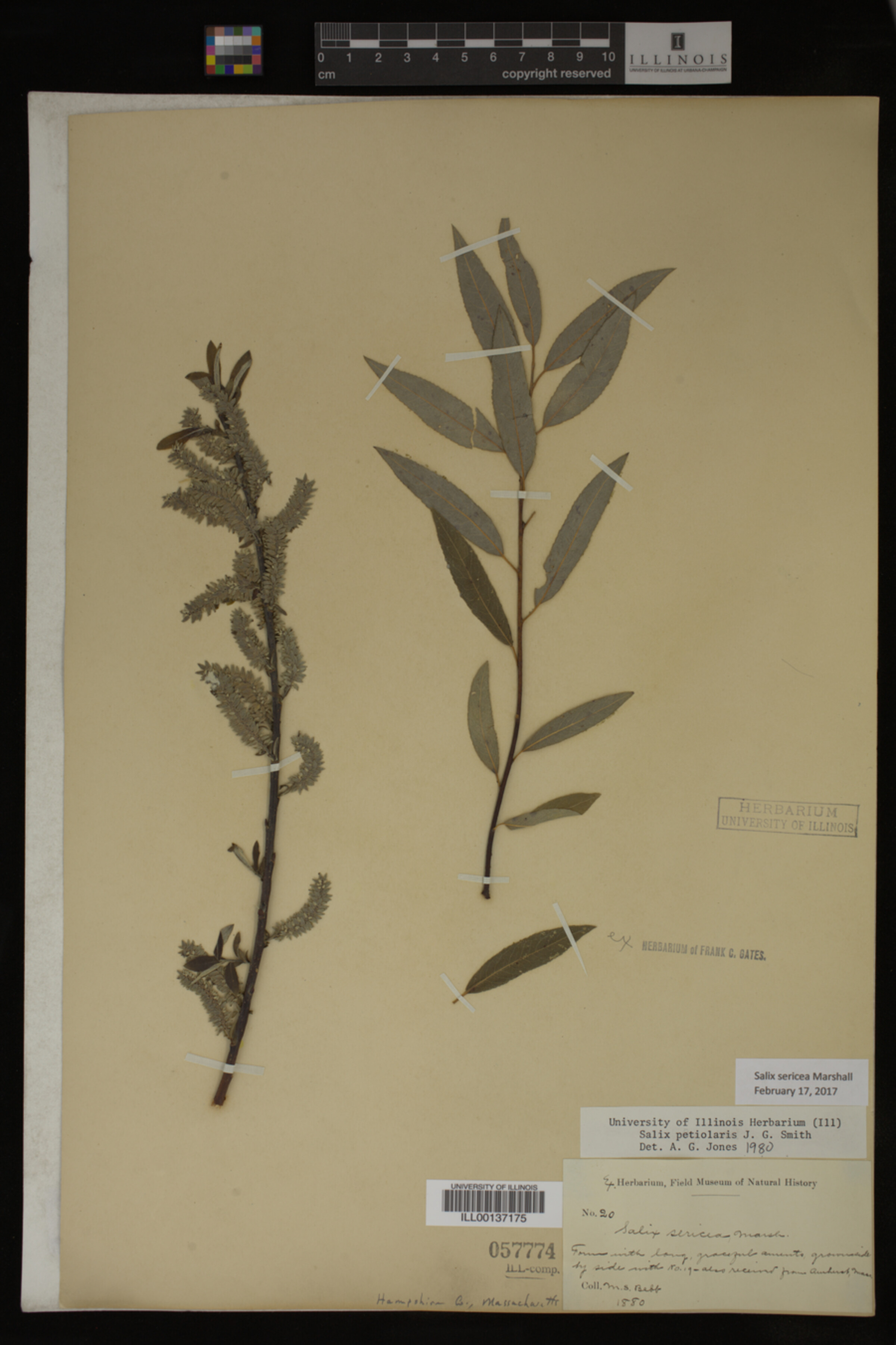 Salix sericea image