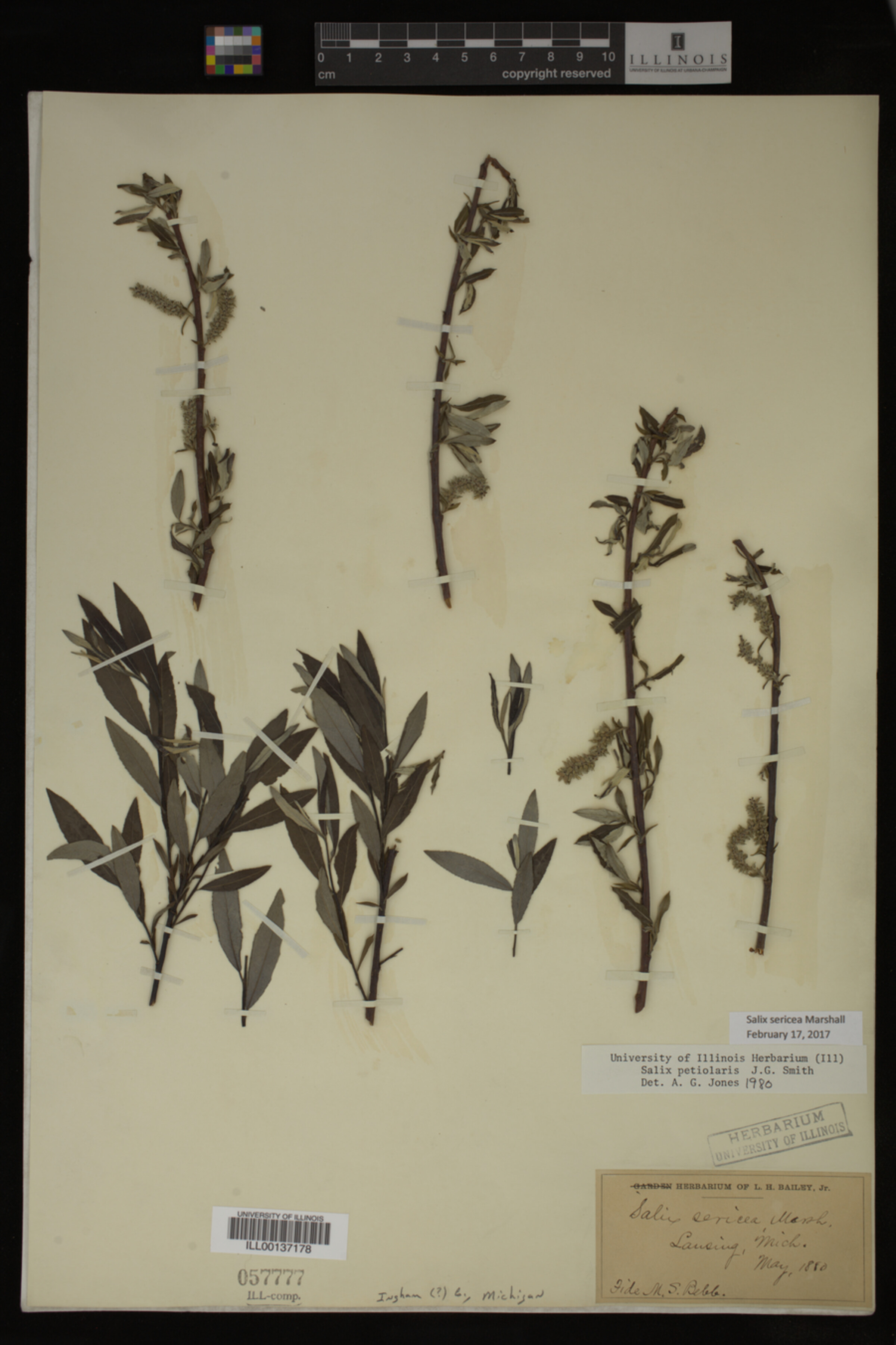 Salix sericea image
