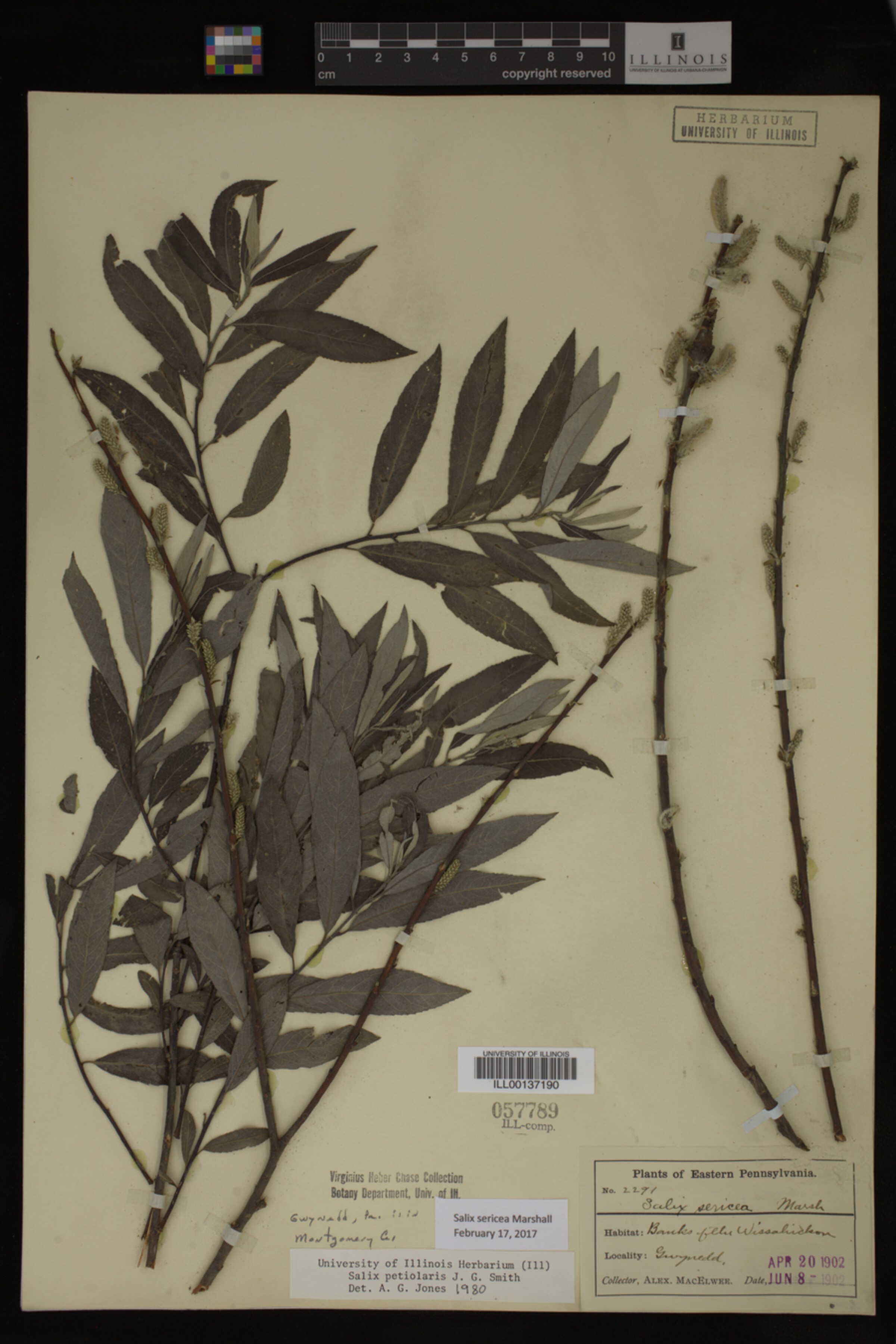 Salix sericea image