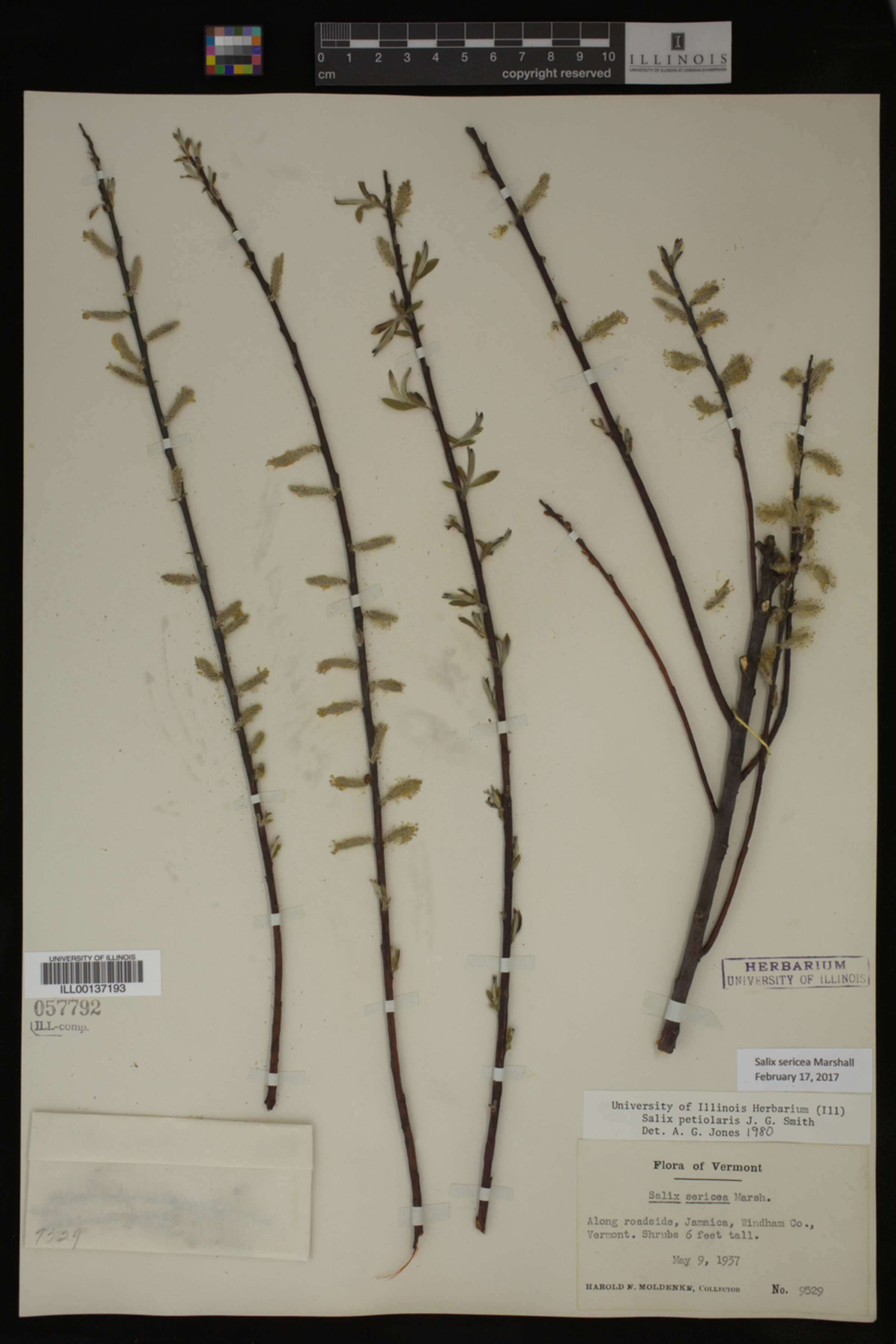 Salix sericea image