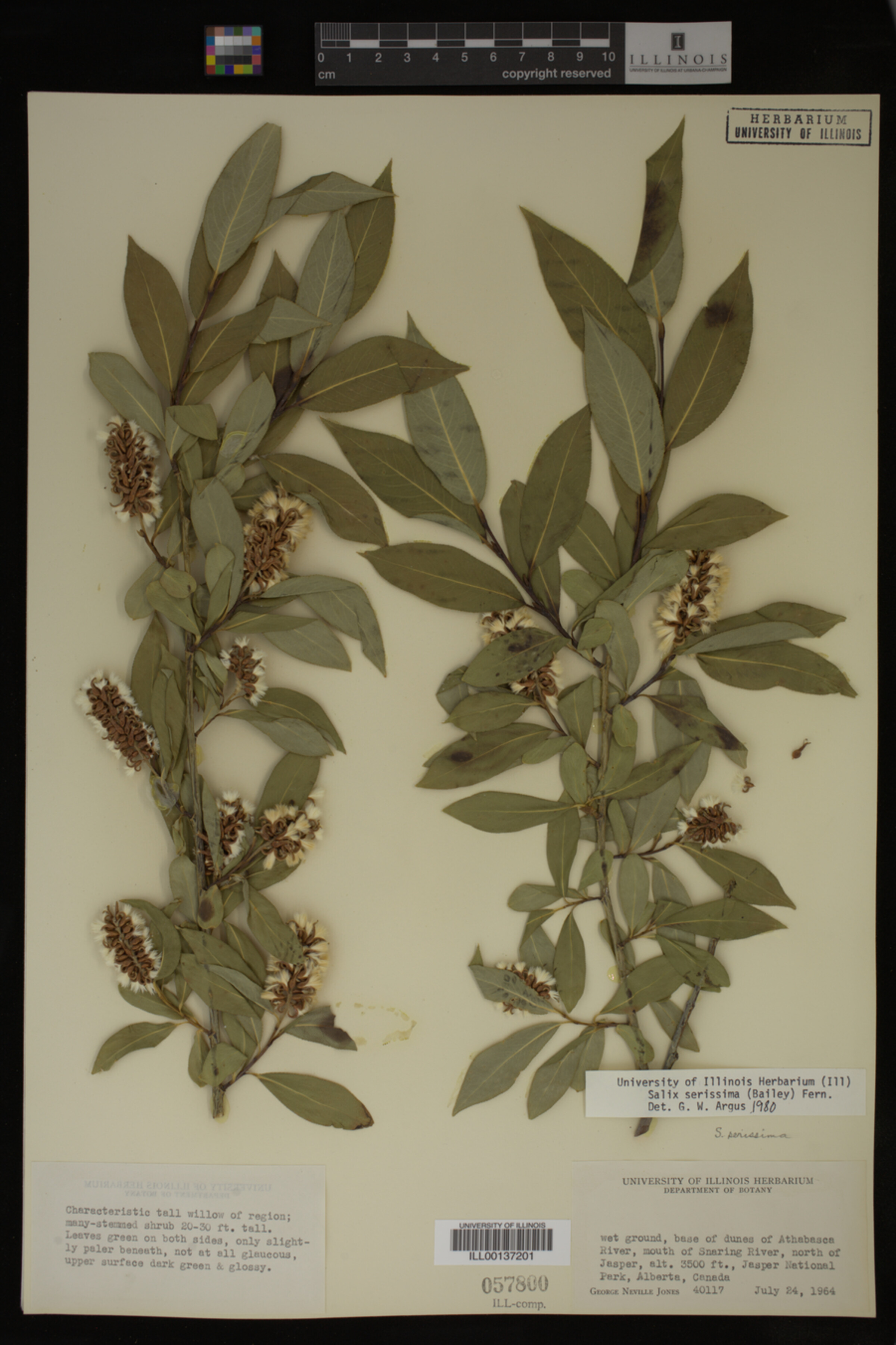 Salix serissima image