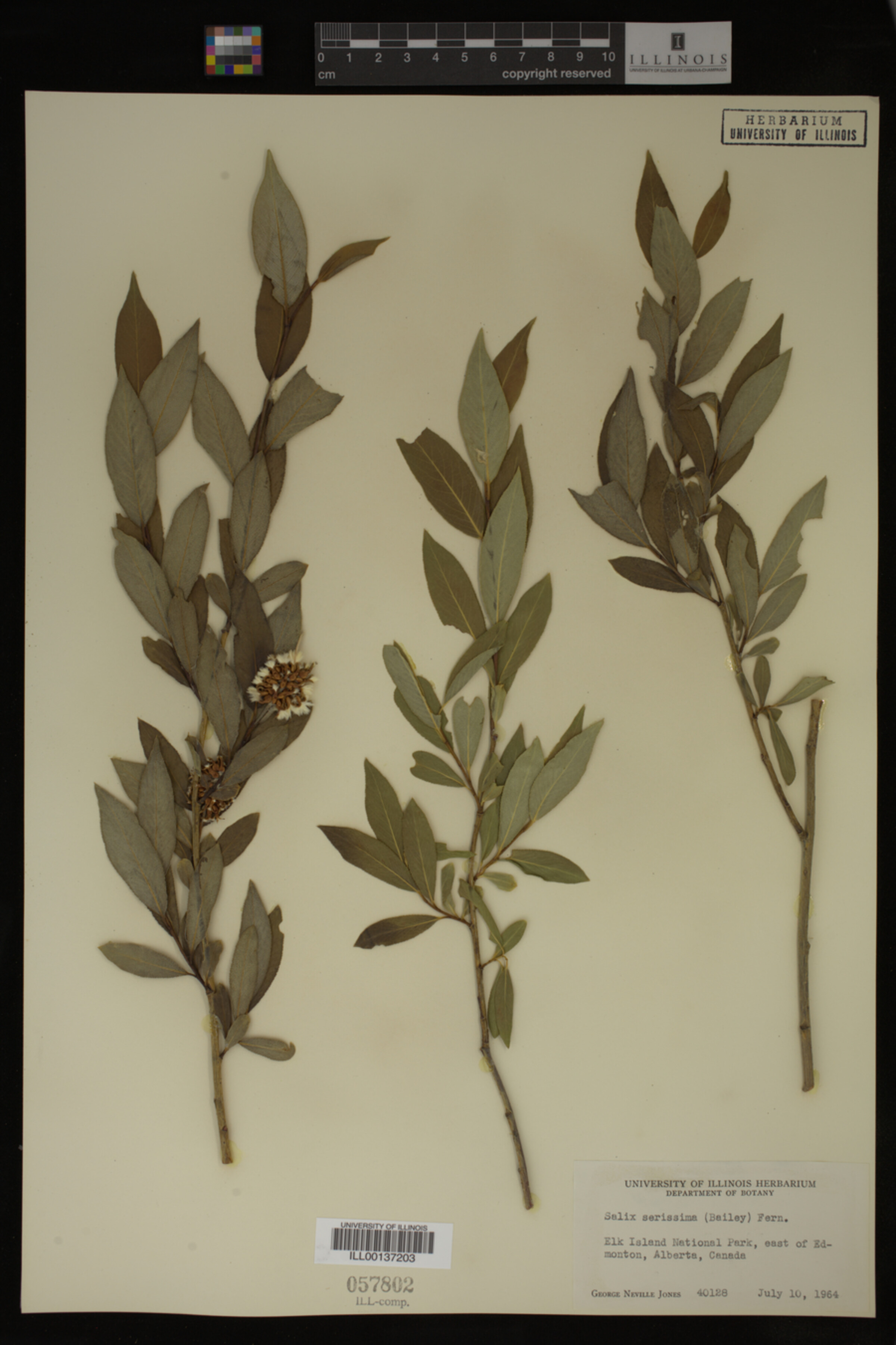 Salix serissima image