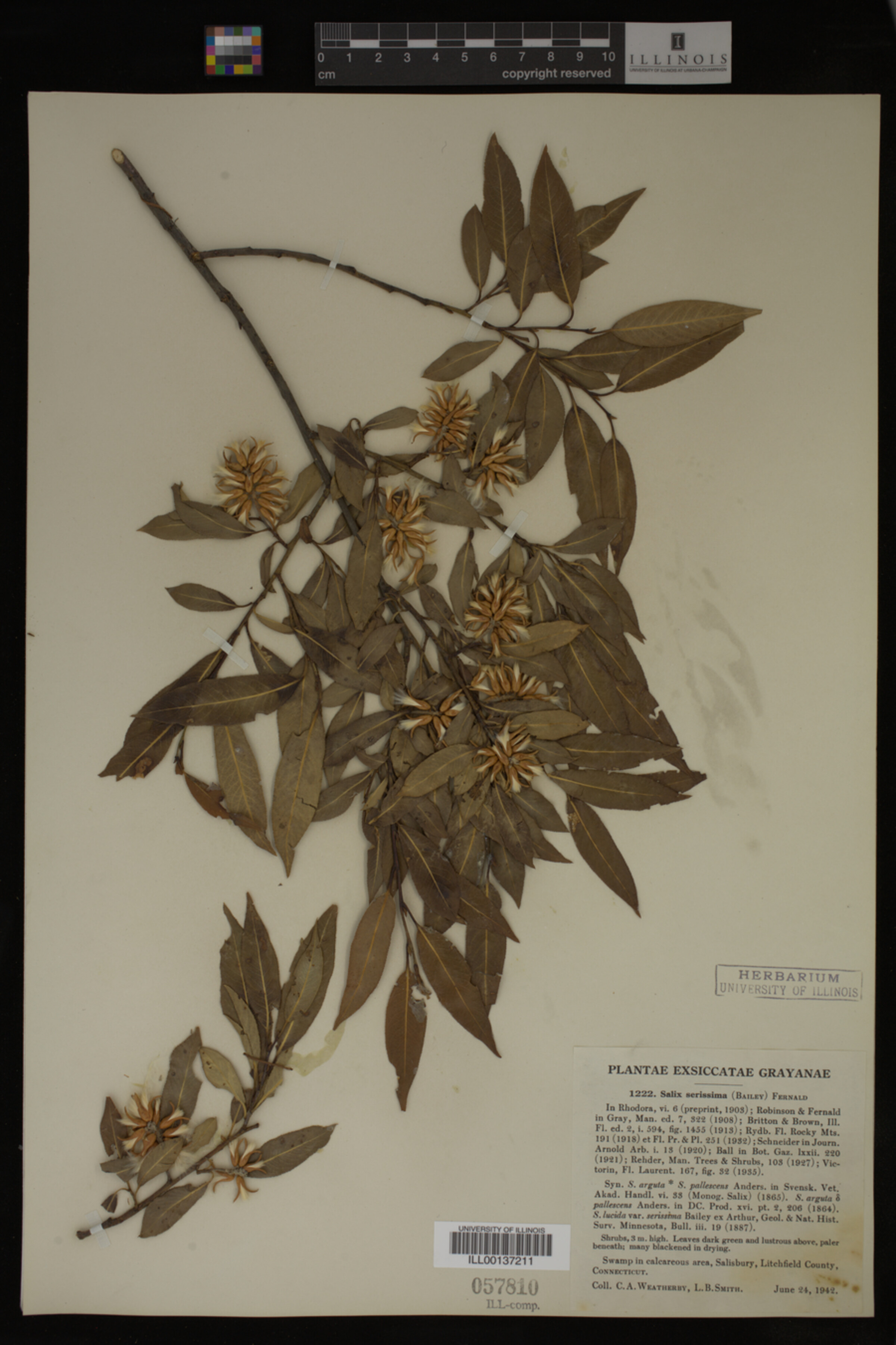 Salix serissima image