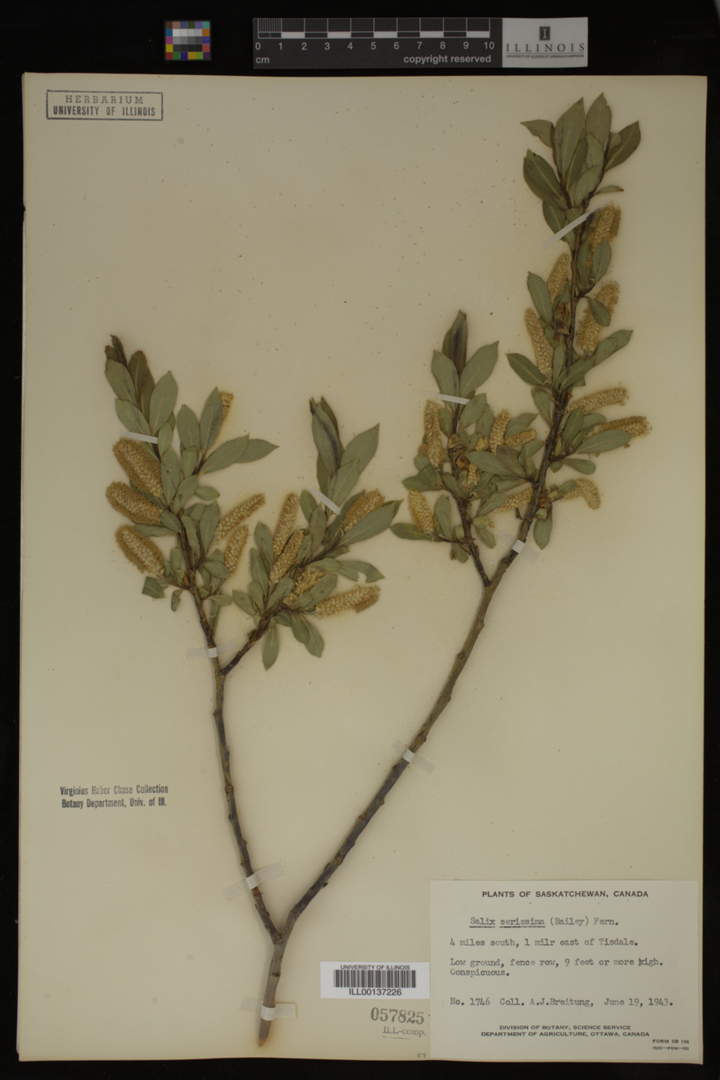 Salix serissima image