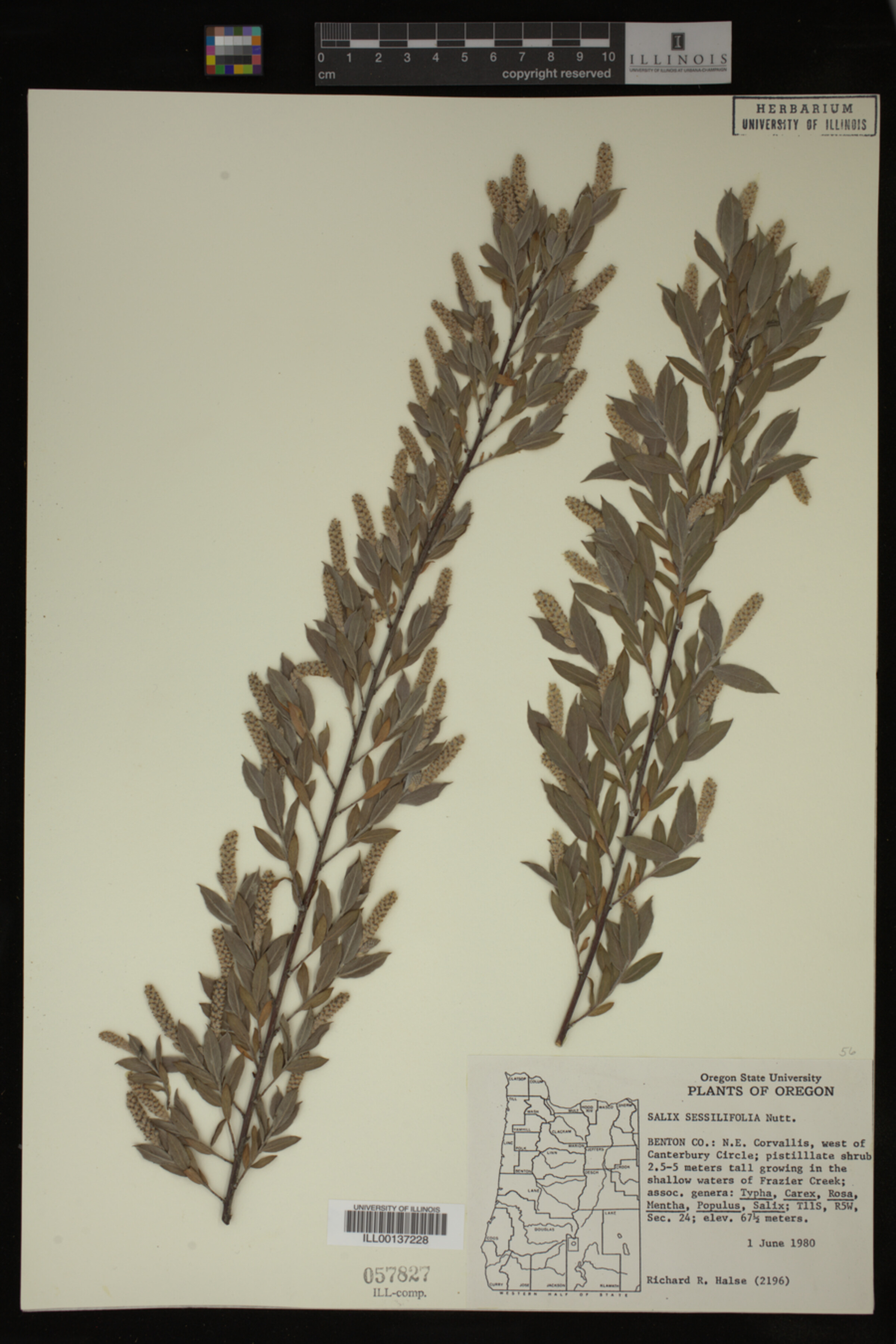 Salix sessilifolia image