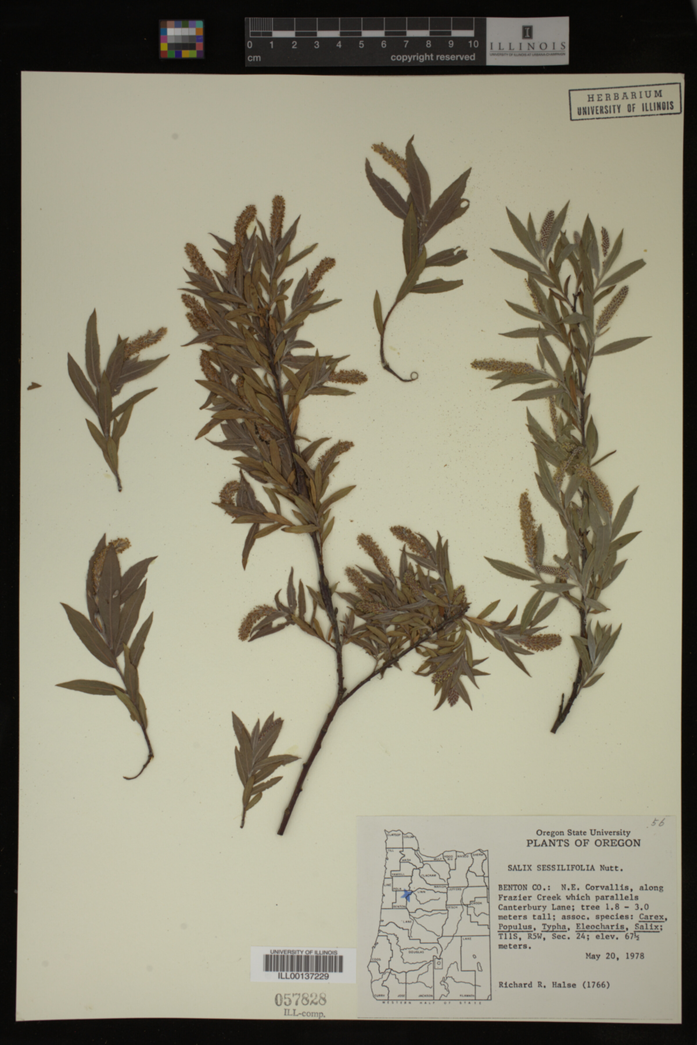 Salix sessilifolia image