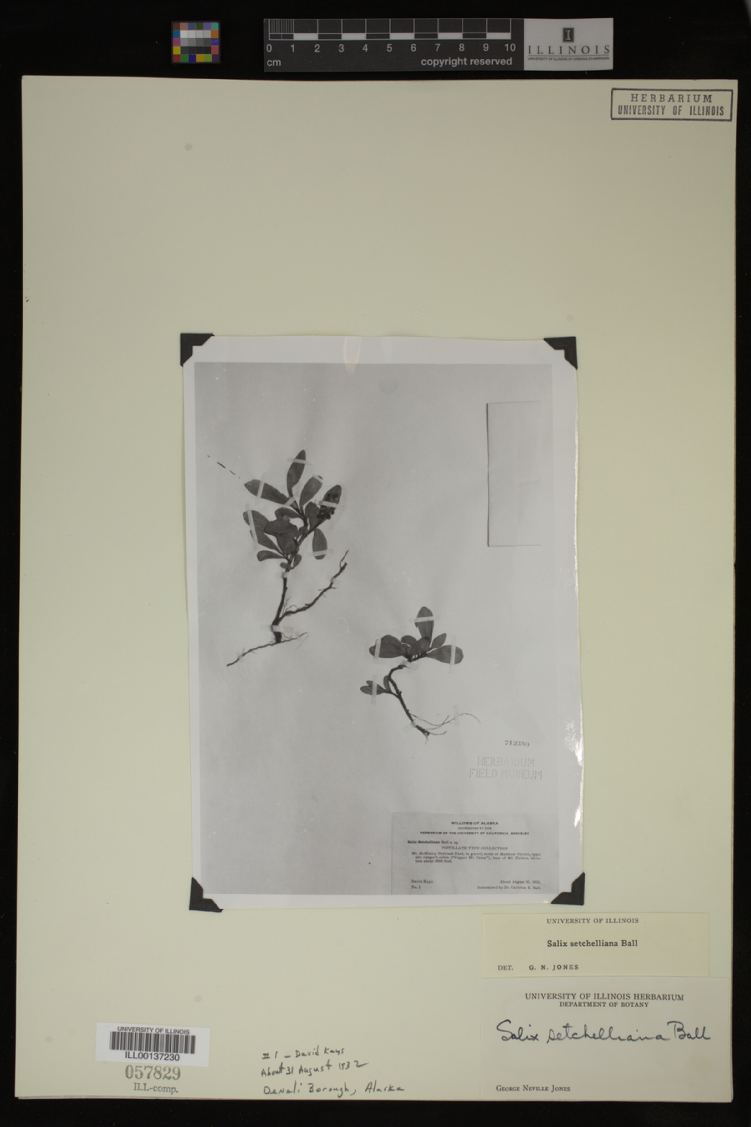 Salix setchelliana image