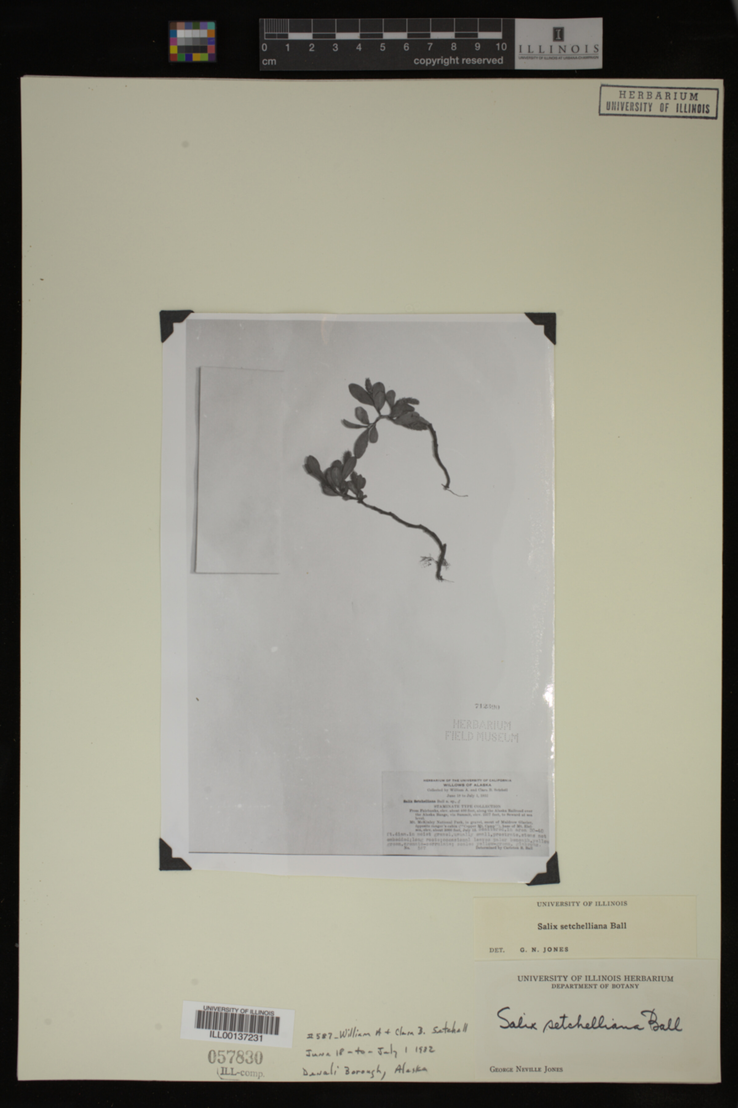 Salix setchelliana image