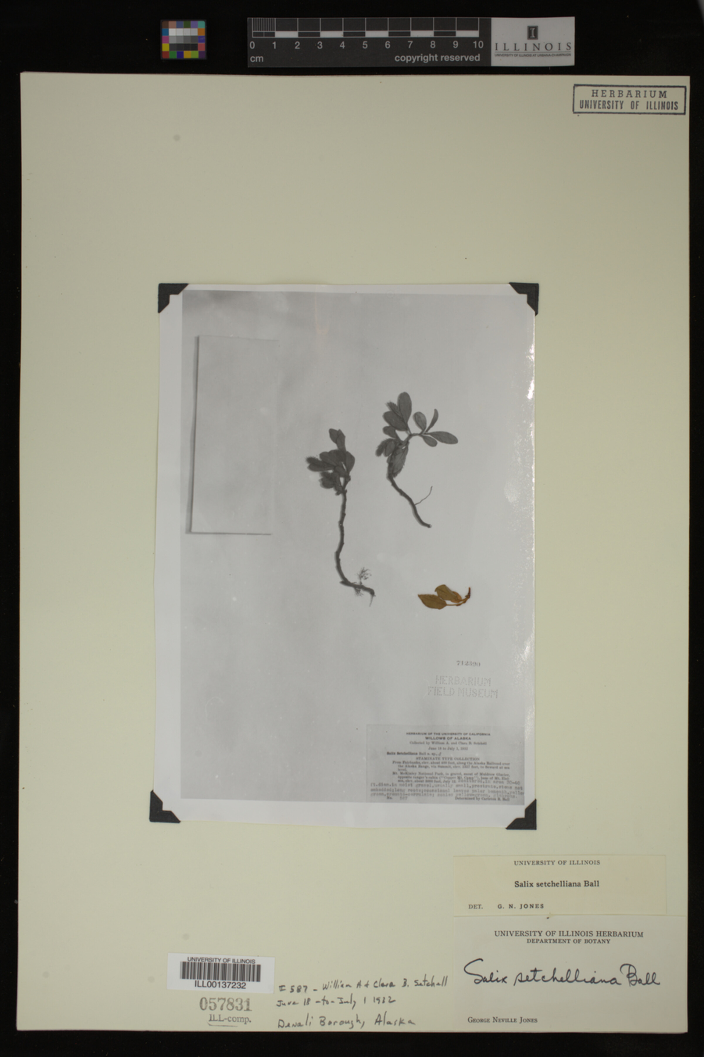 Salix setchelliana image