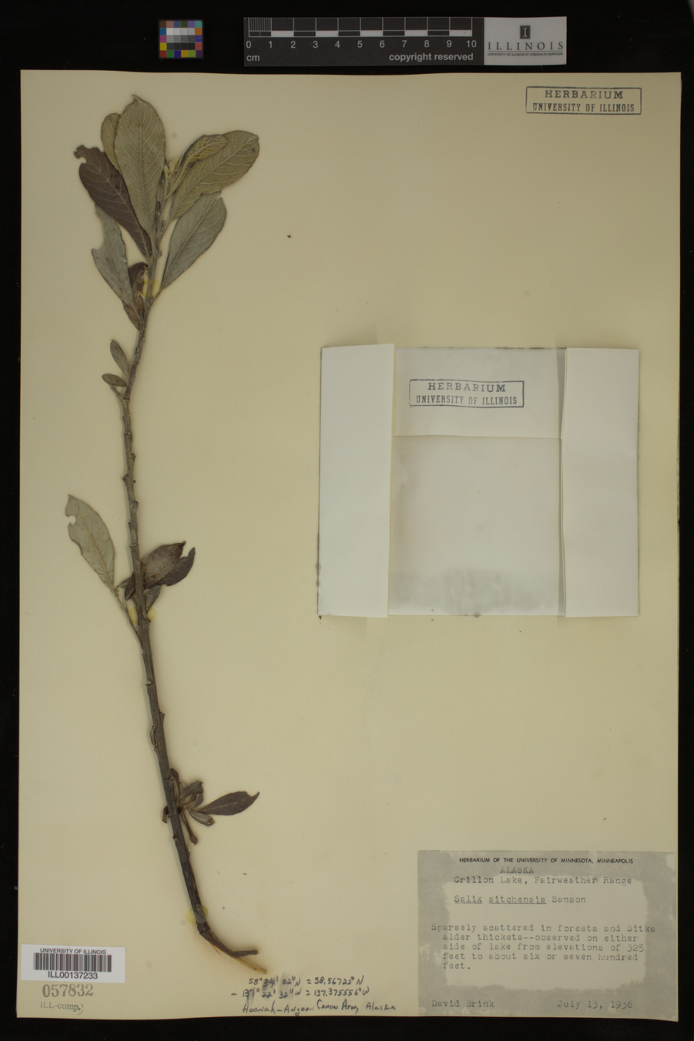 Salix sitchensis image