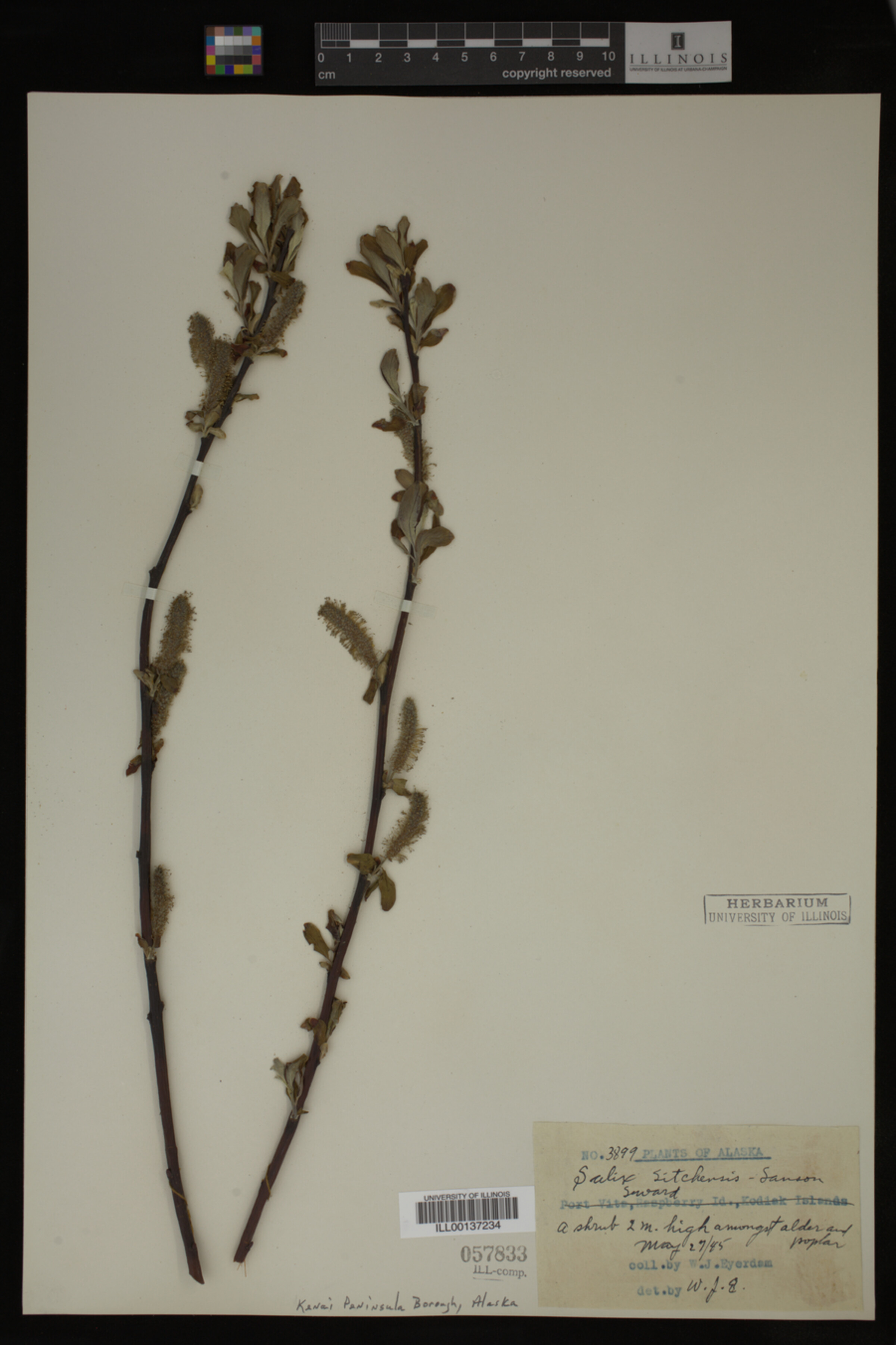 Salix sitchensis image