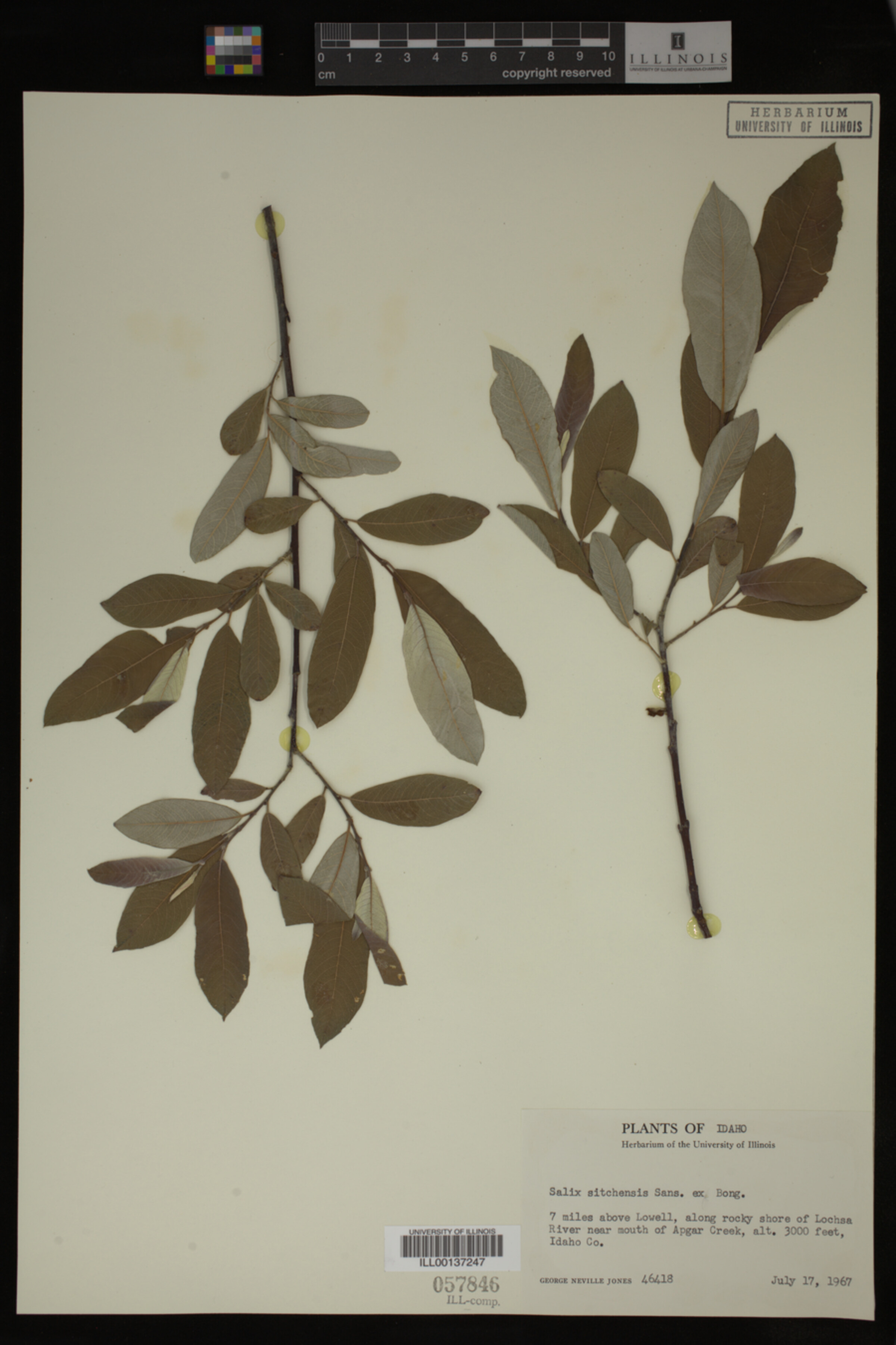 Salix sitchensis image
