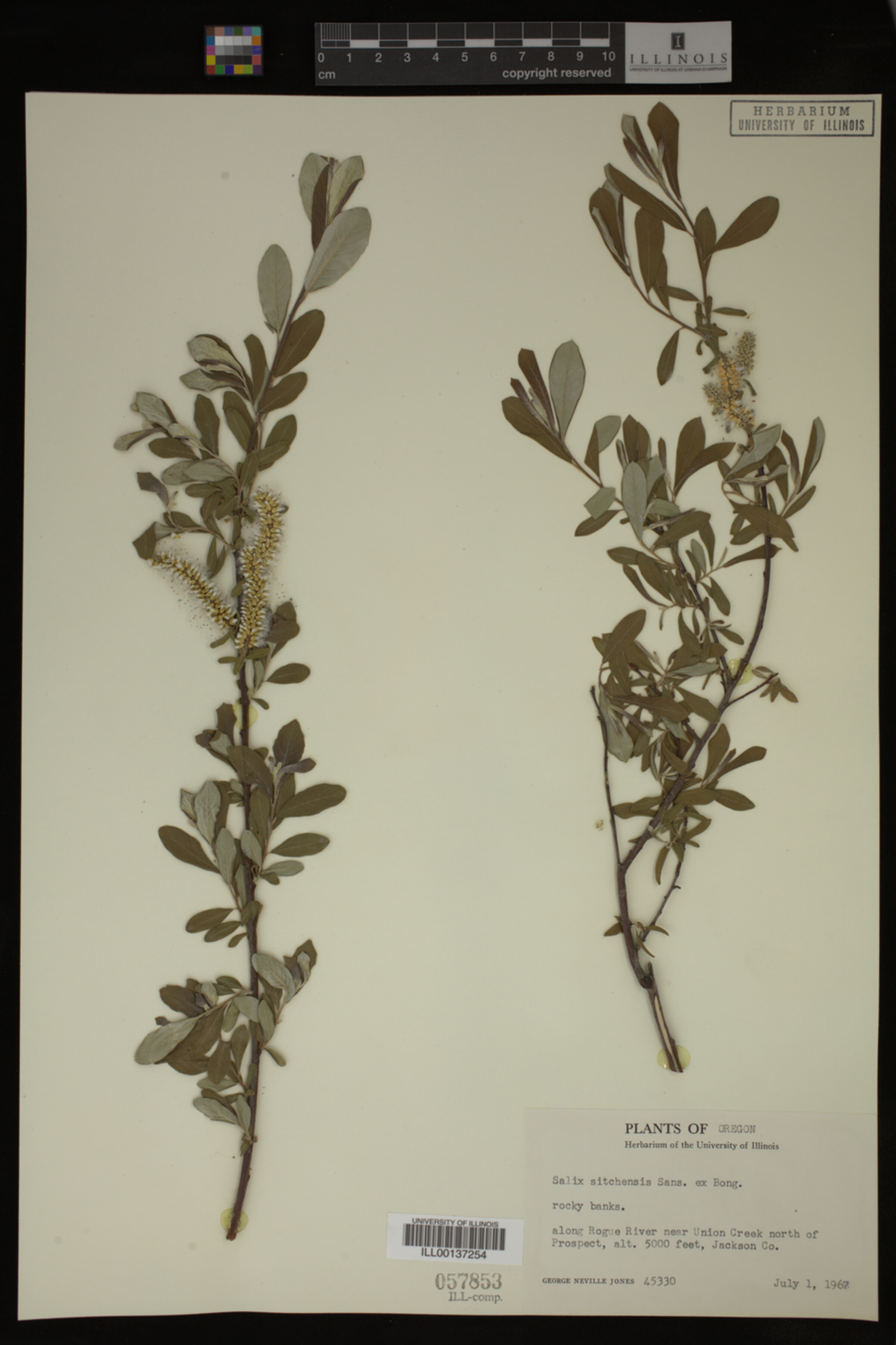 Salix sitchensis image