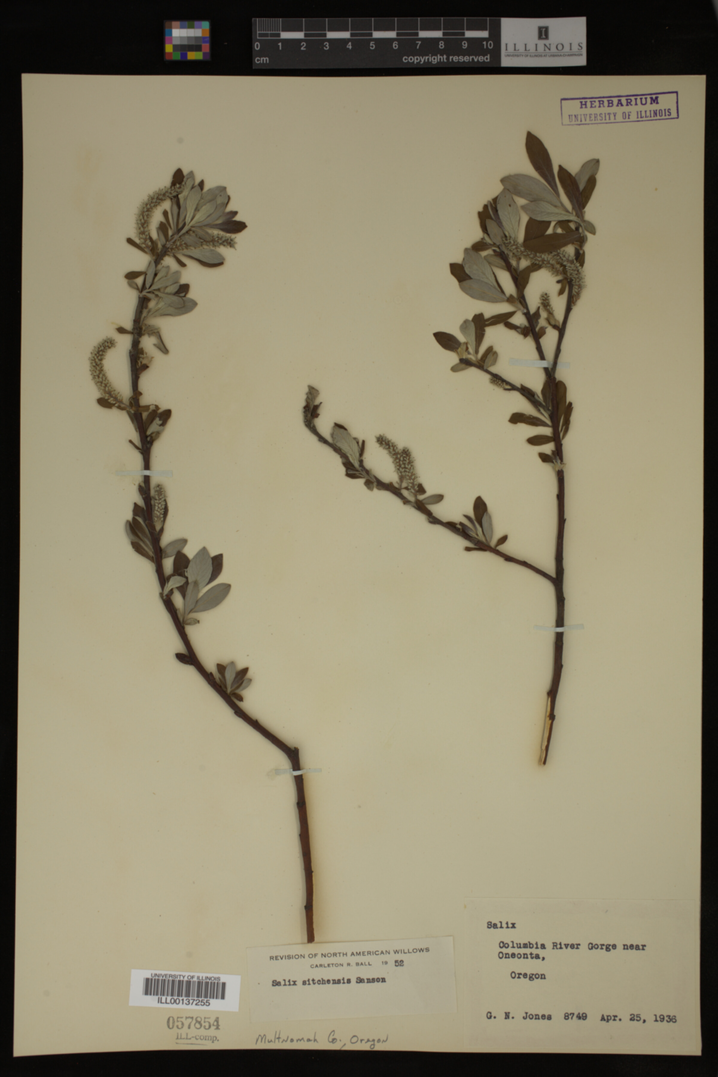Salix sitchensis image