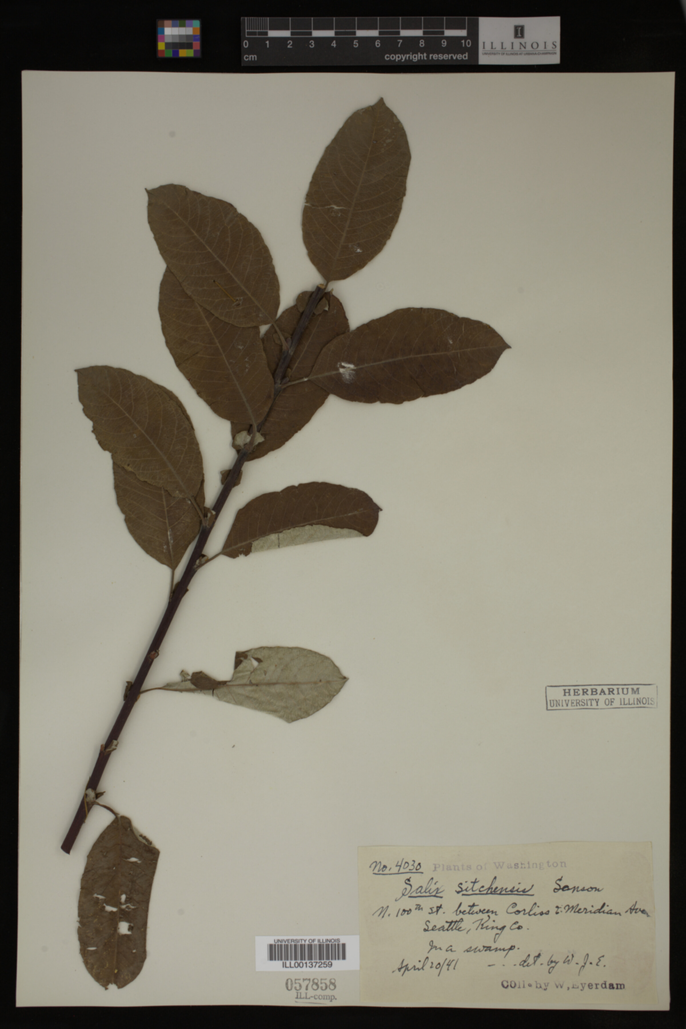 Salix sitchensis image