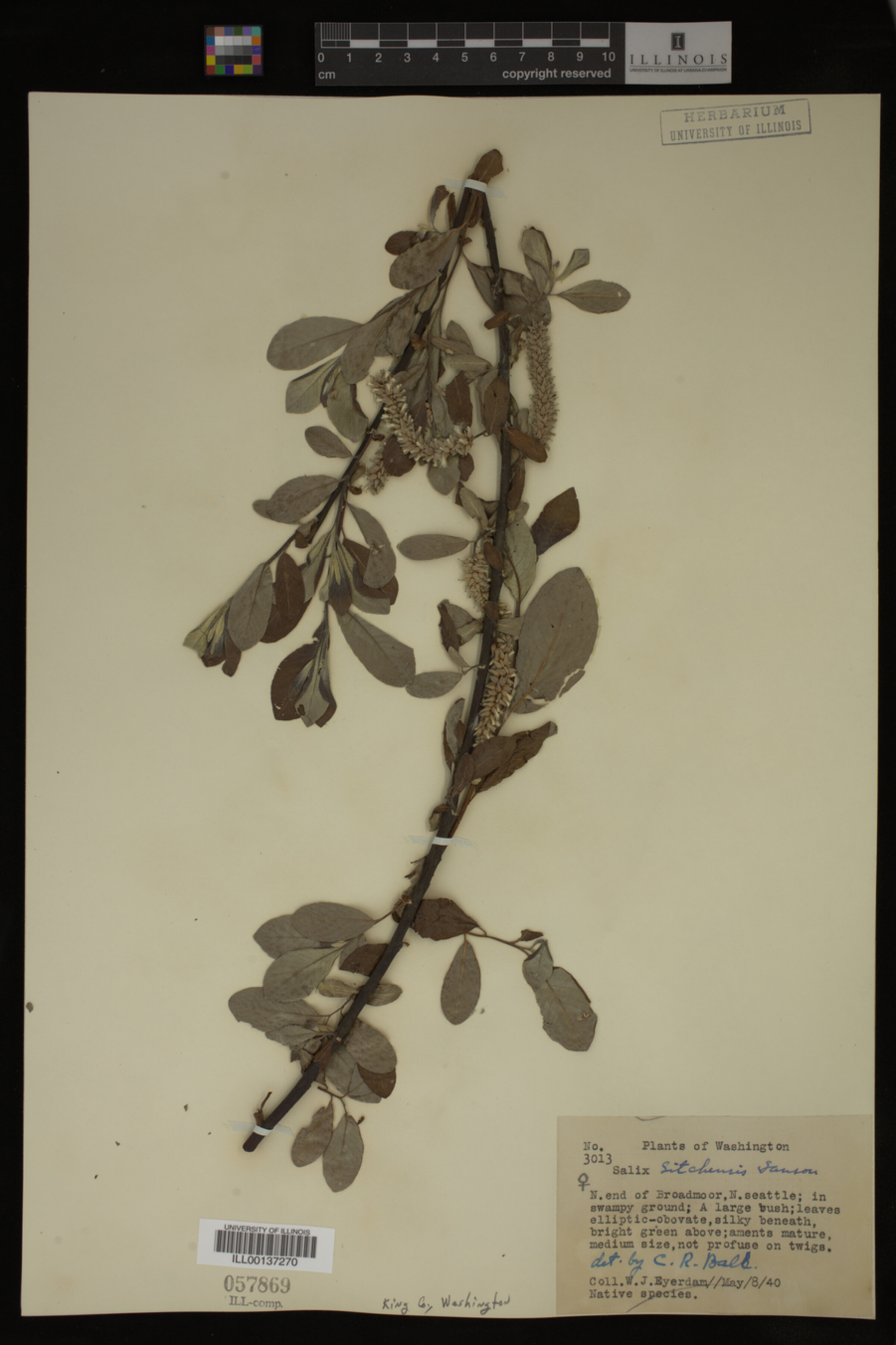 Salix sitchensis image