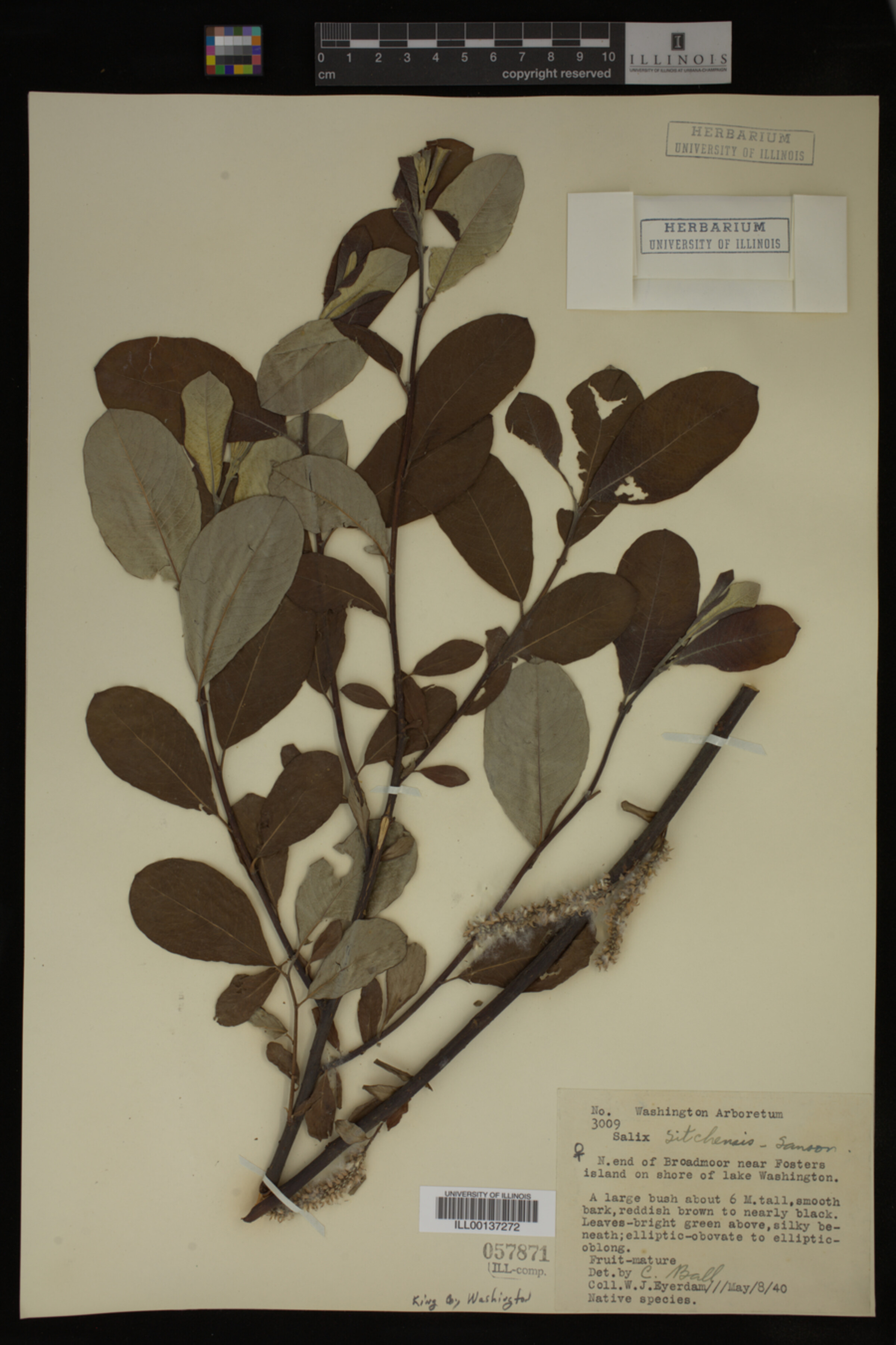 Salix sitchensis image