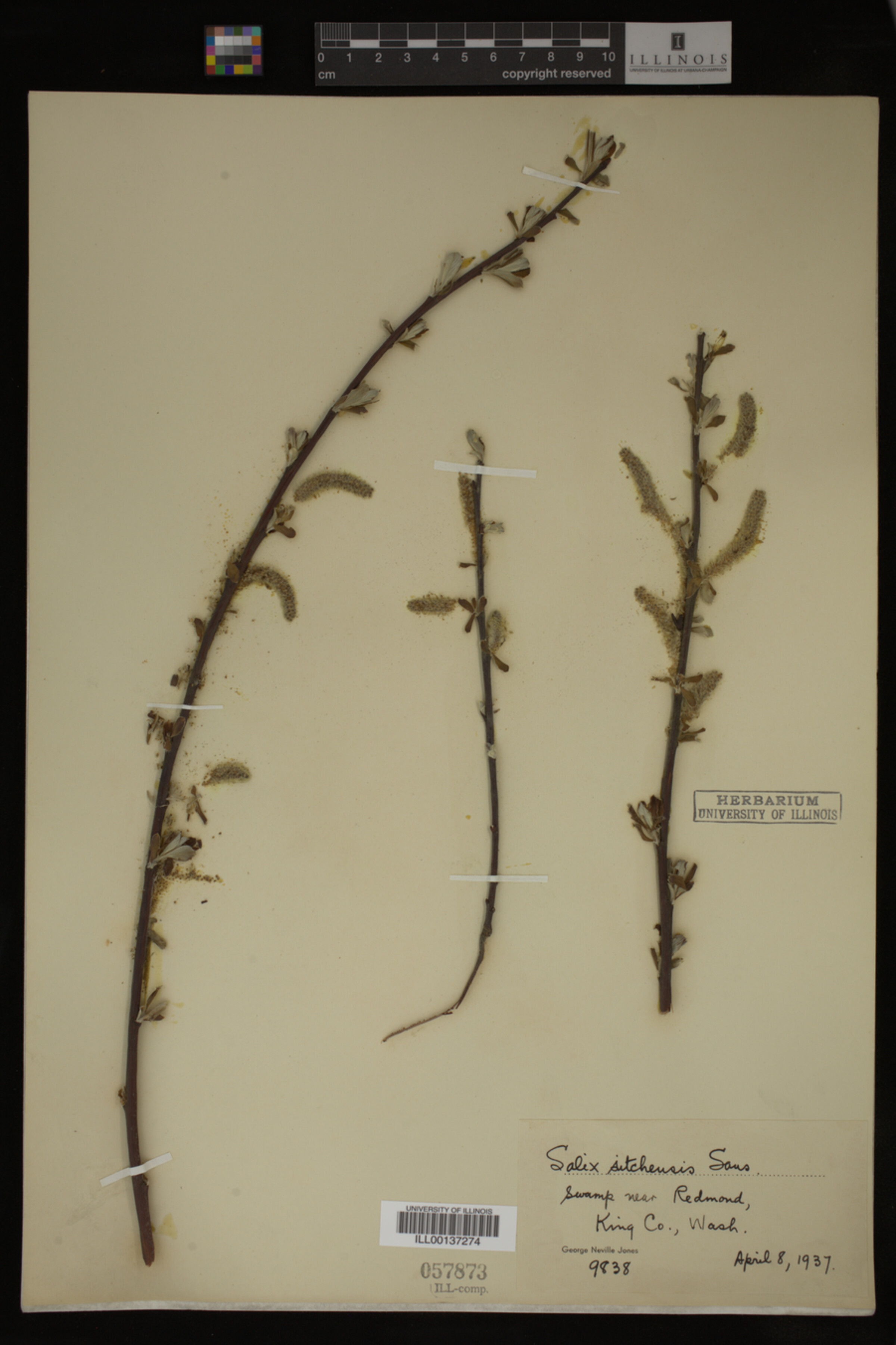 Salix sitchensis image