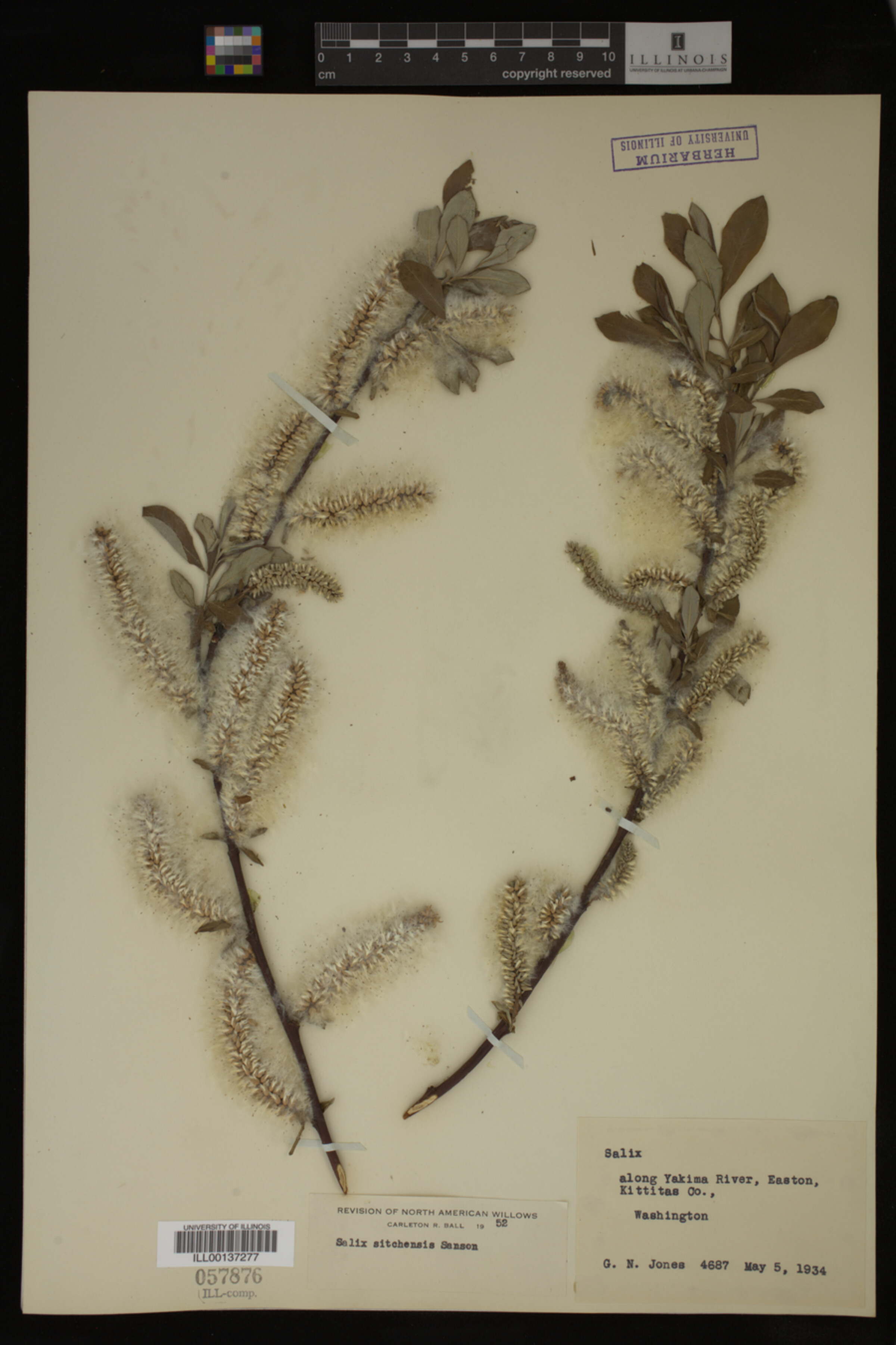 Salix sitchensis image