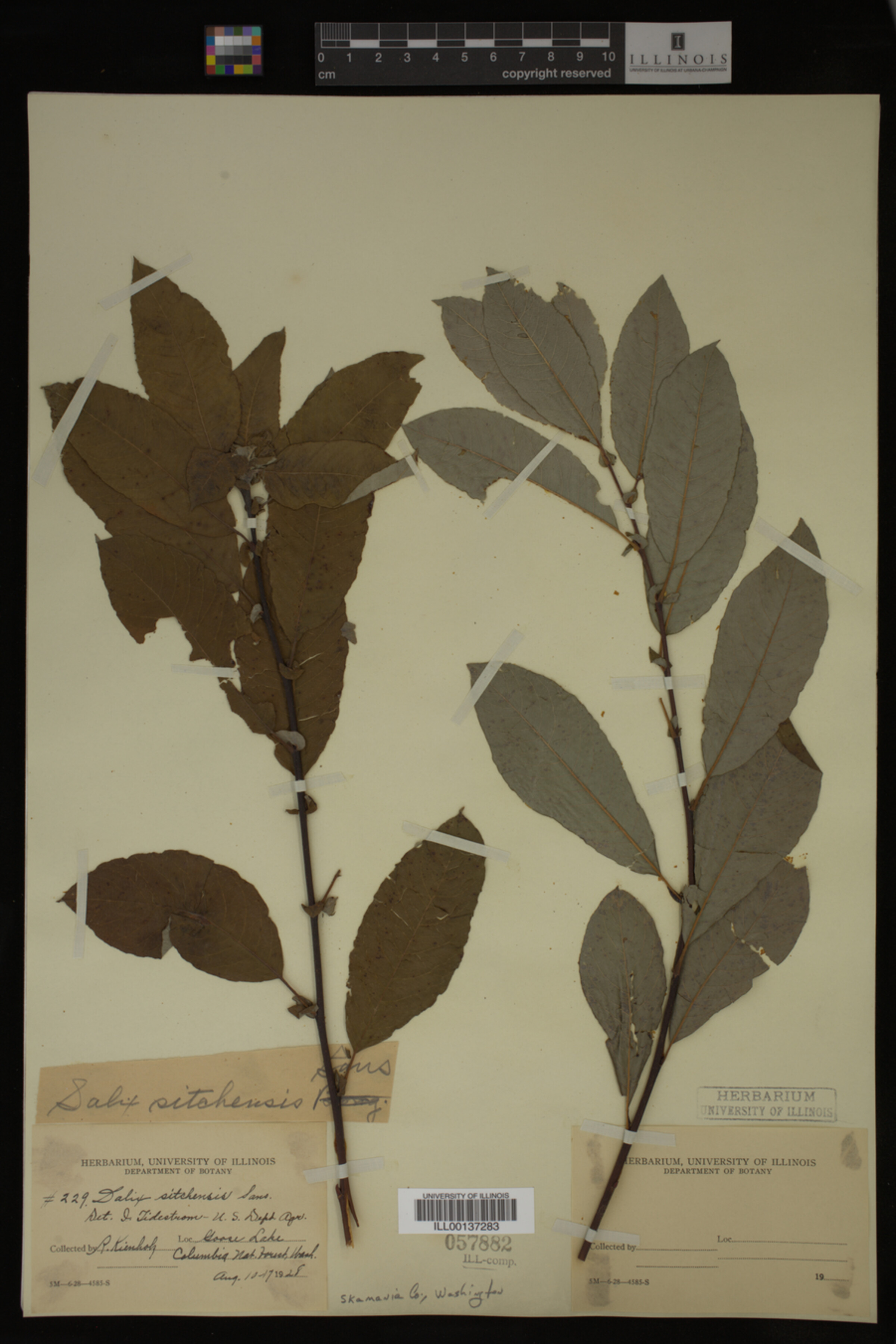 Salix sitchensis image