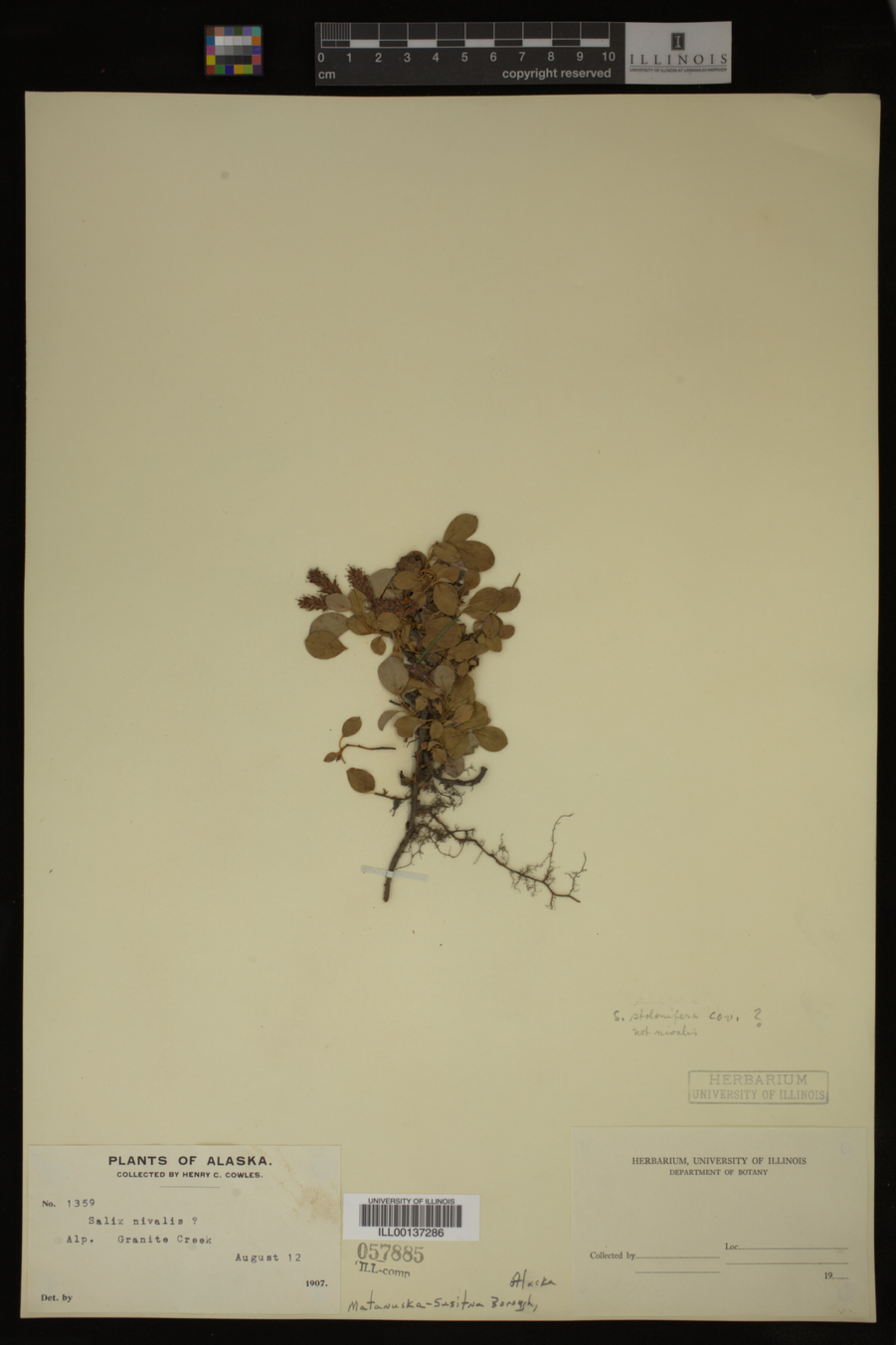 Salix stolonifera image