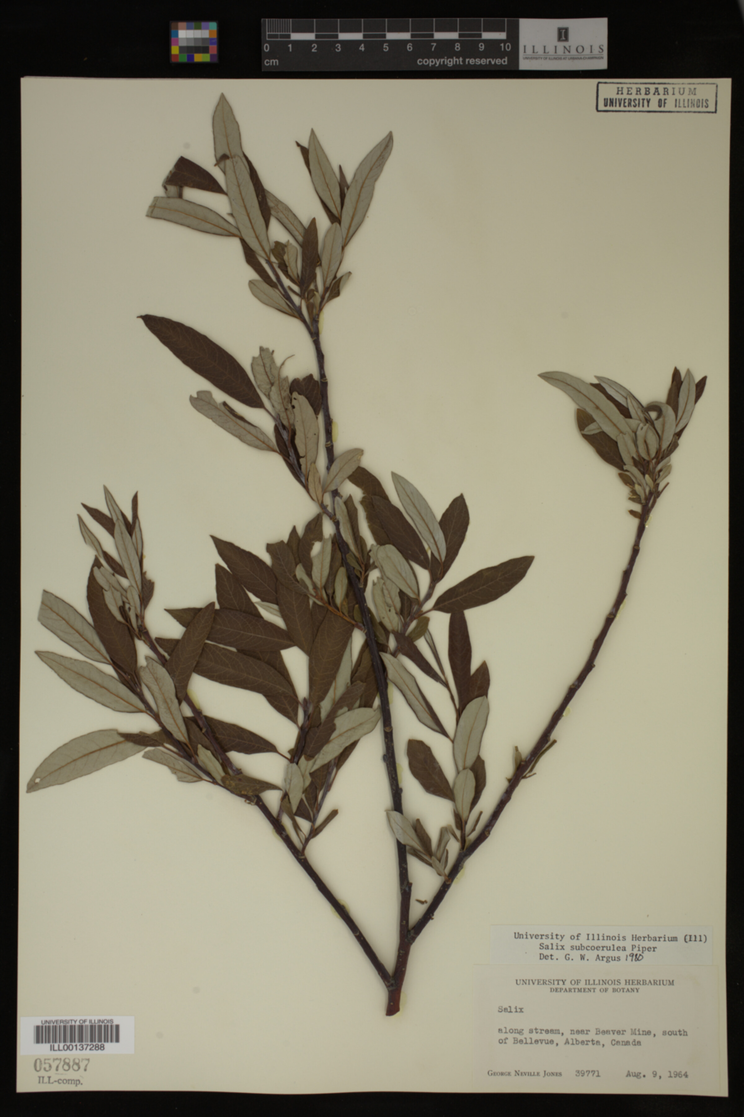 Salix drummondiana image
