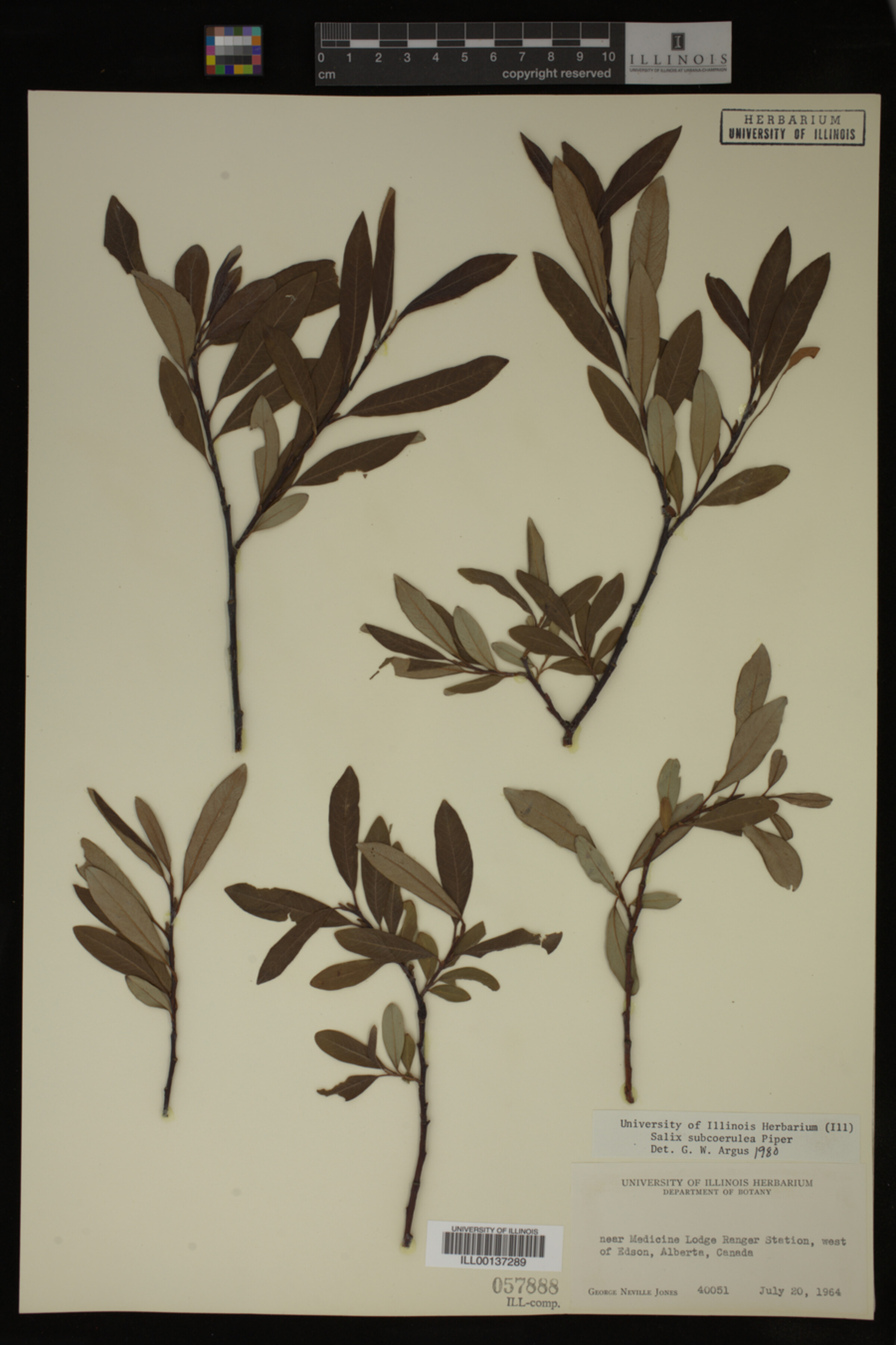 Salix drummondiana image