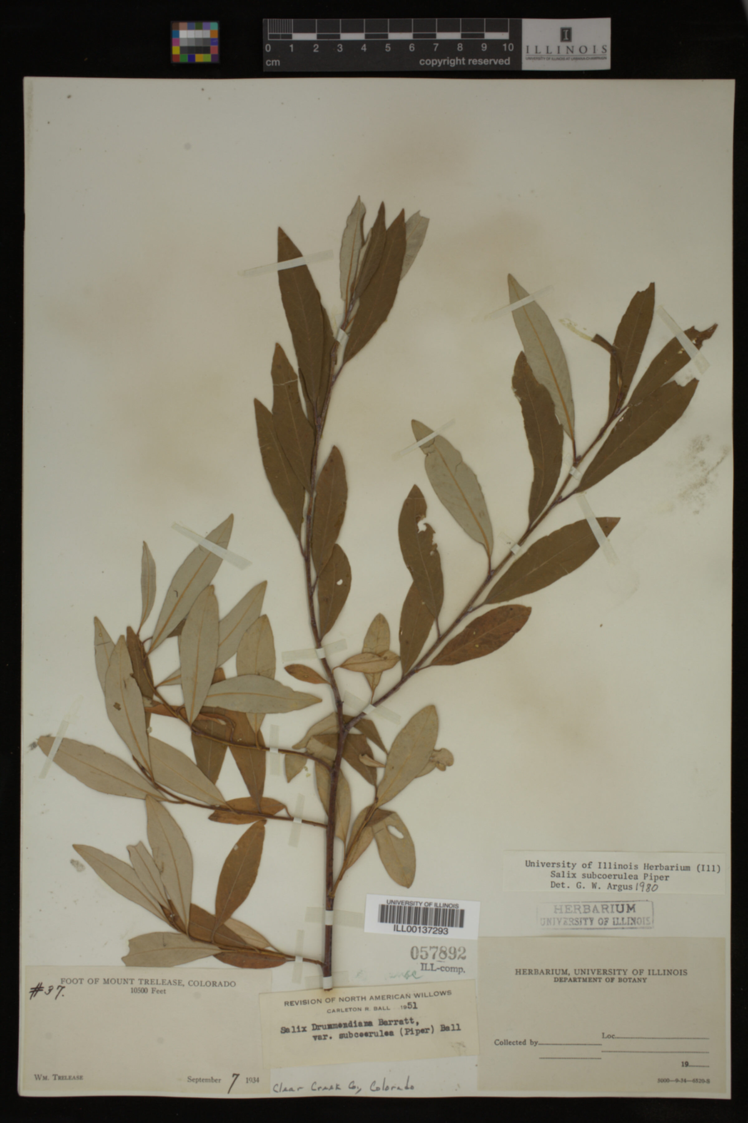 Salix drummondiana image