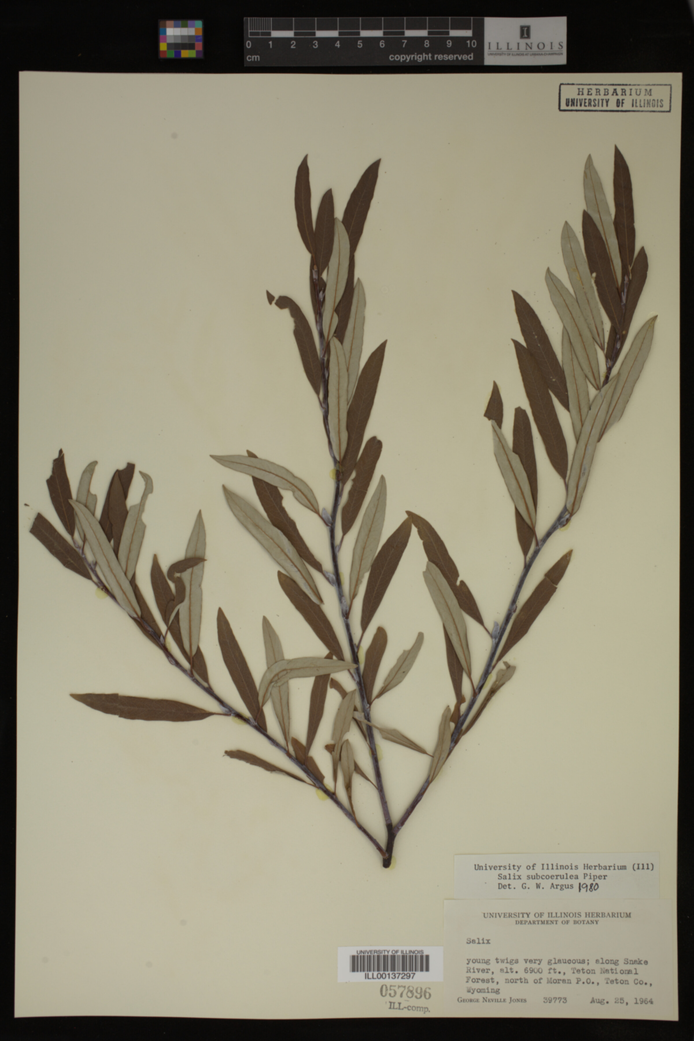 Salix drummondiana image
