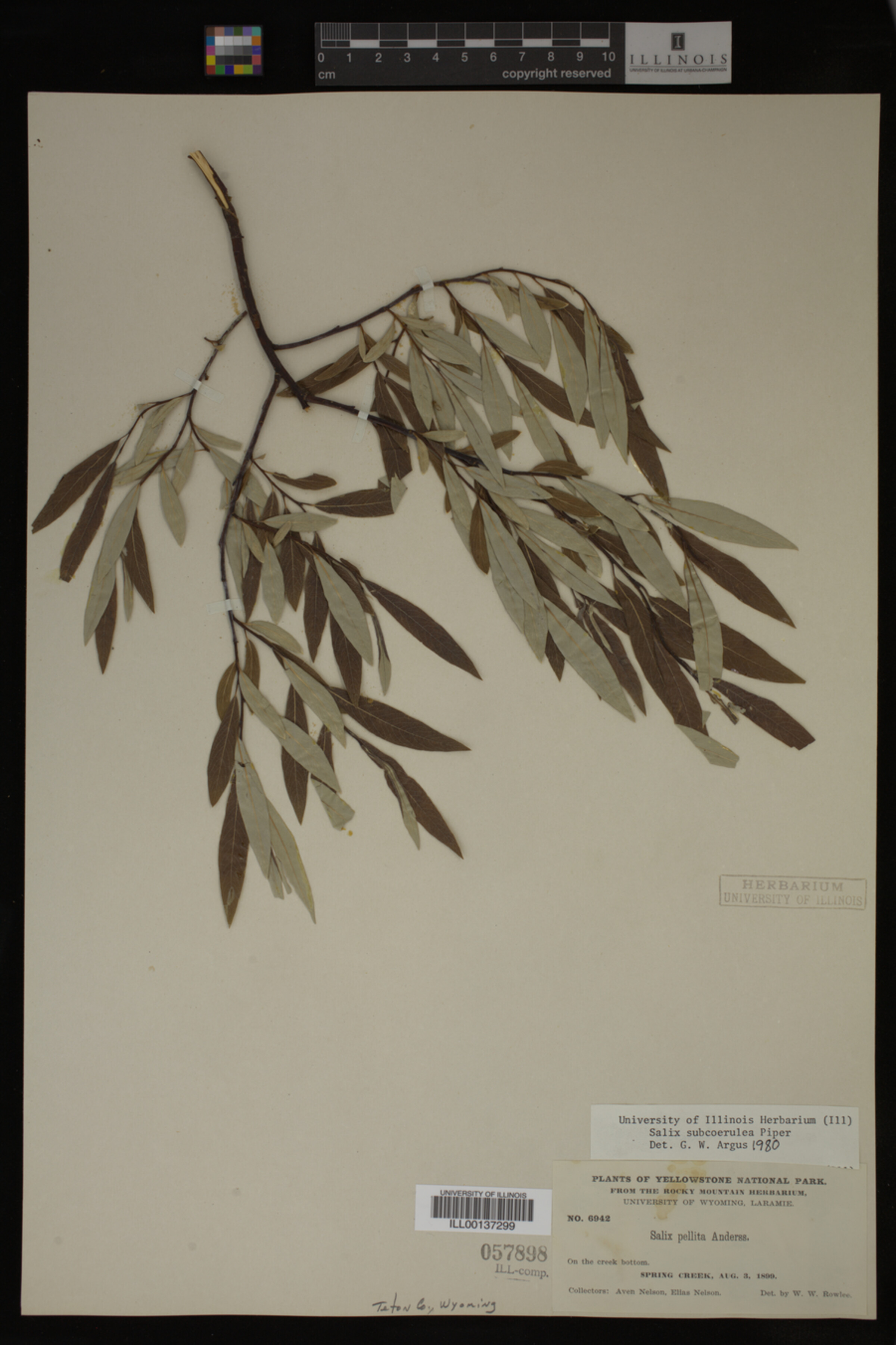 Salix drummondiana image