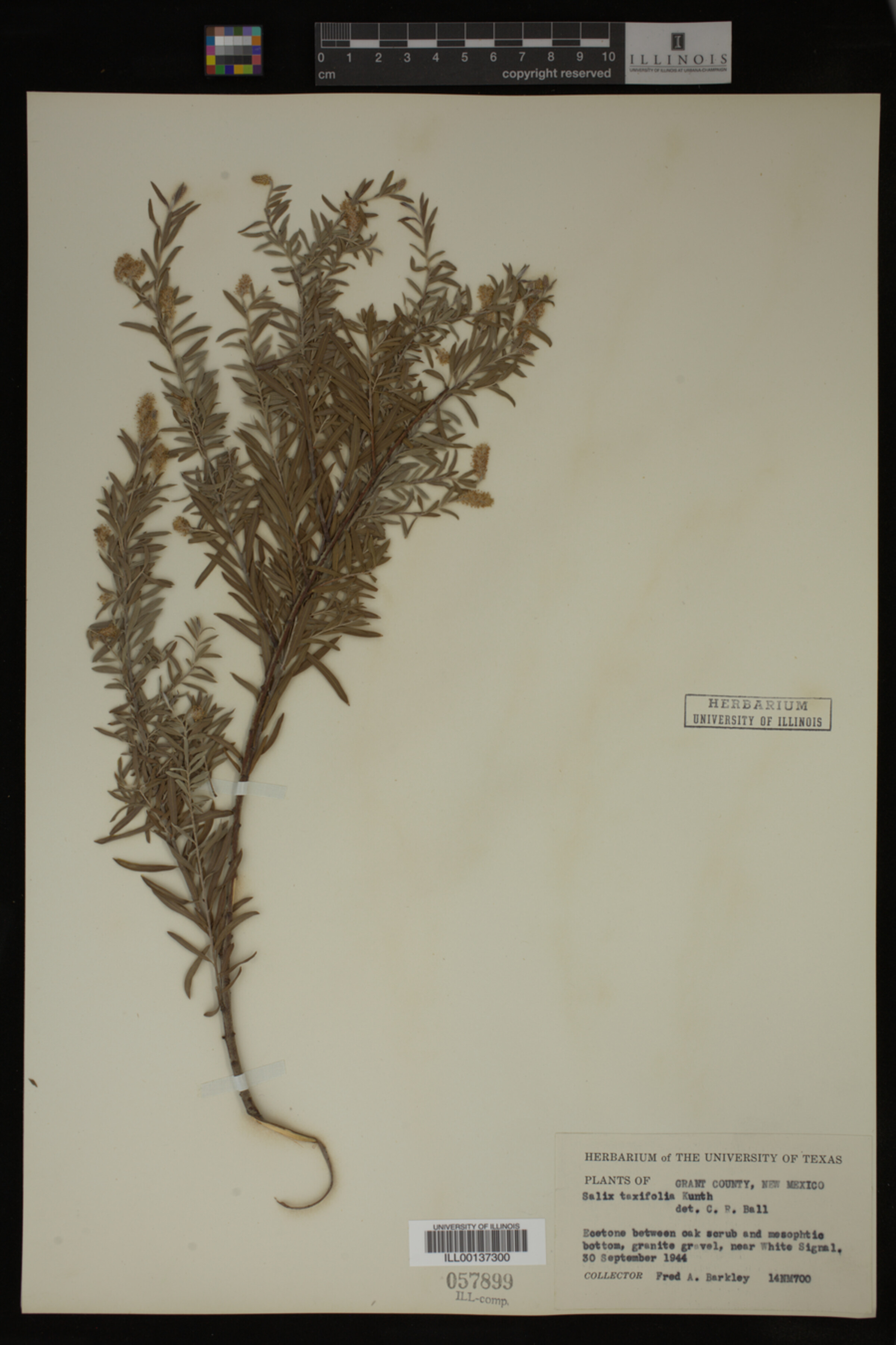 Salix taxifolia image
