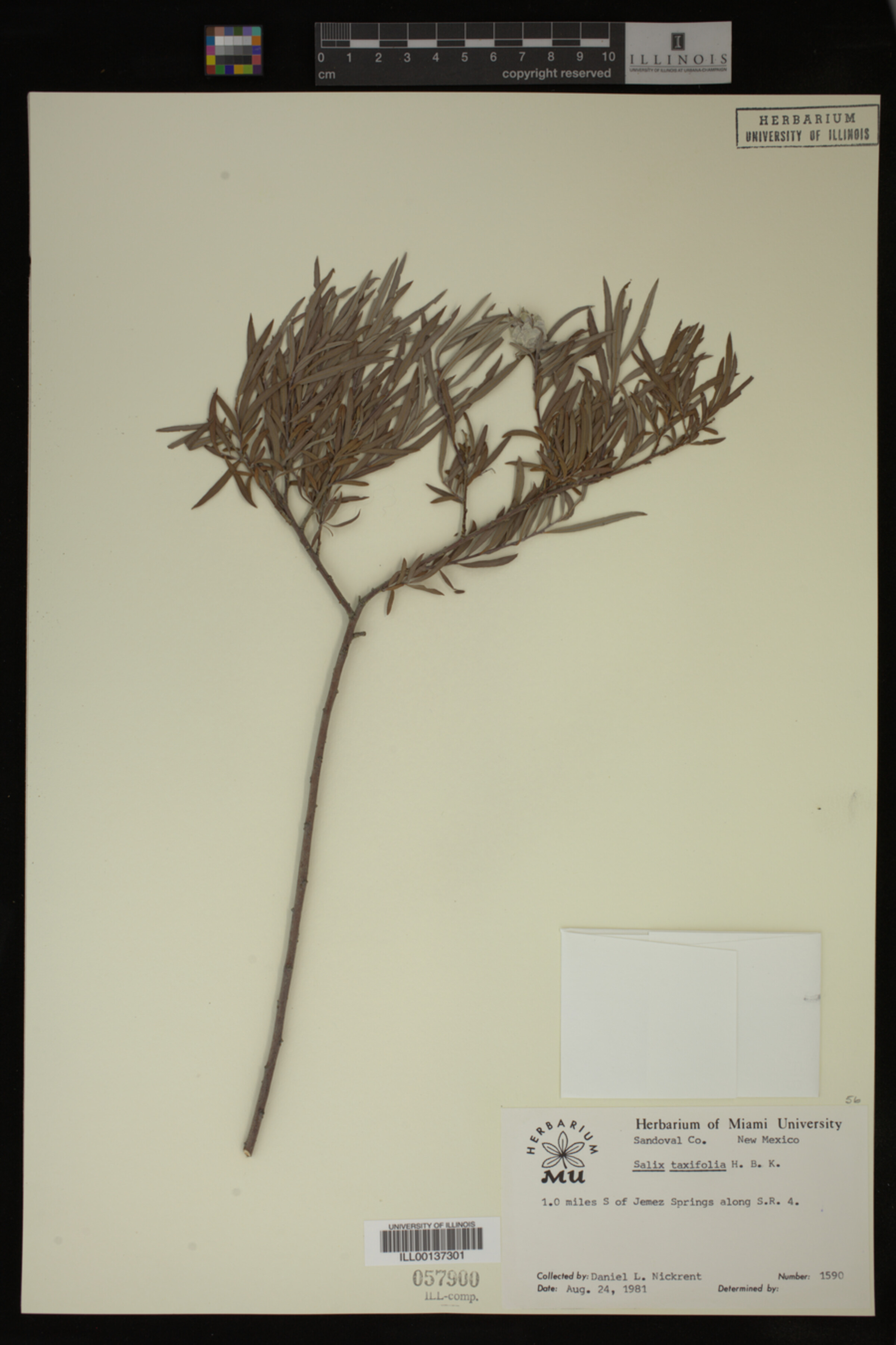 Salix taxifolia image