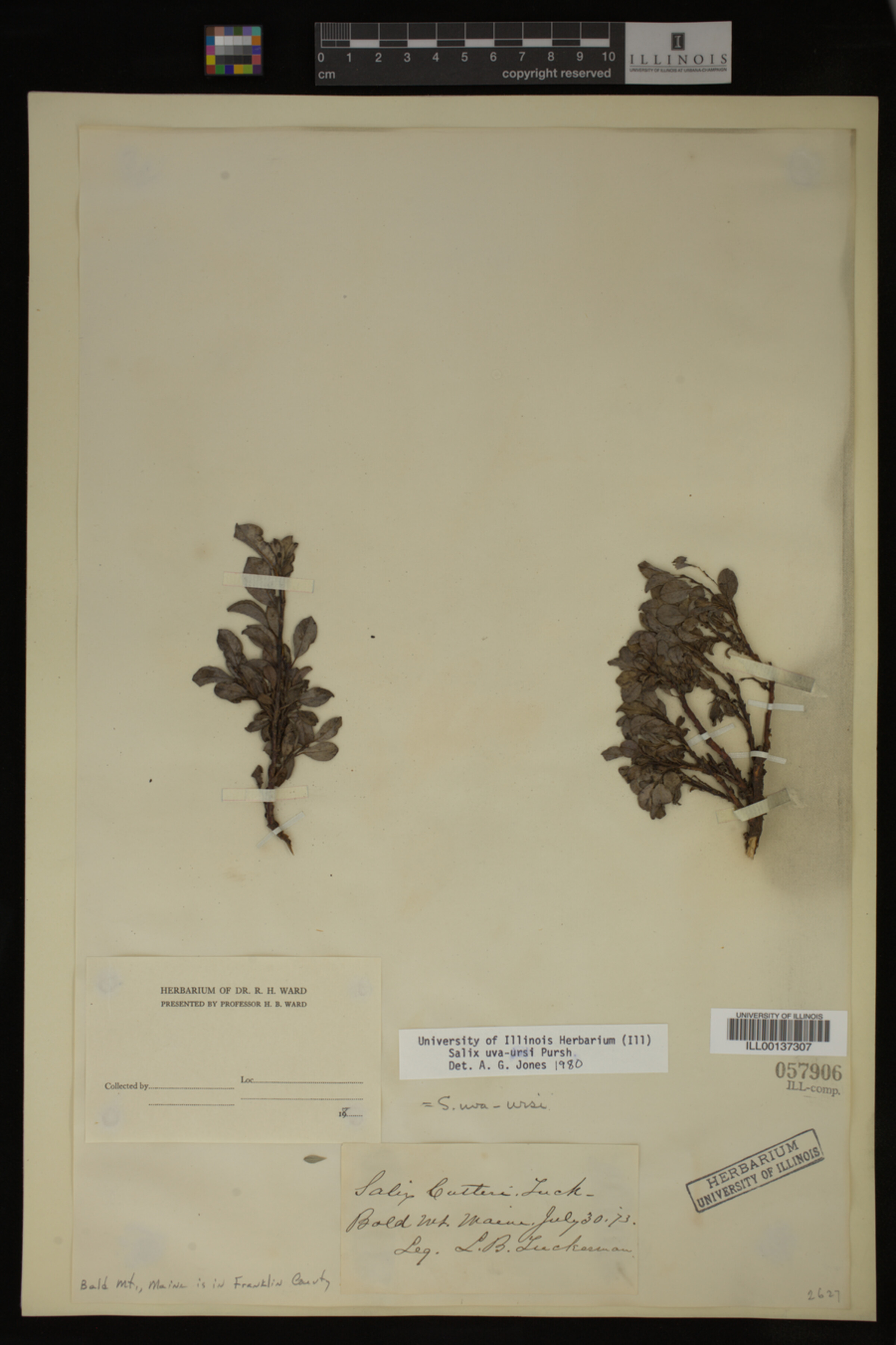Salix uva-ursi image